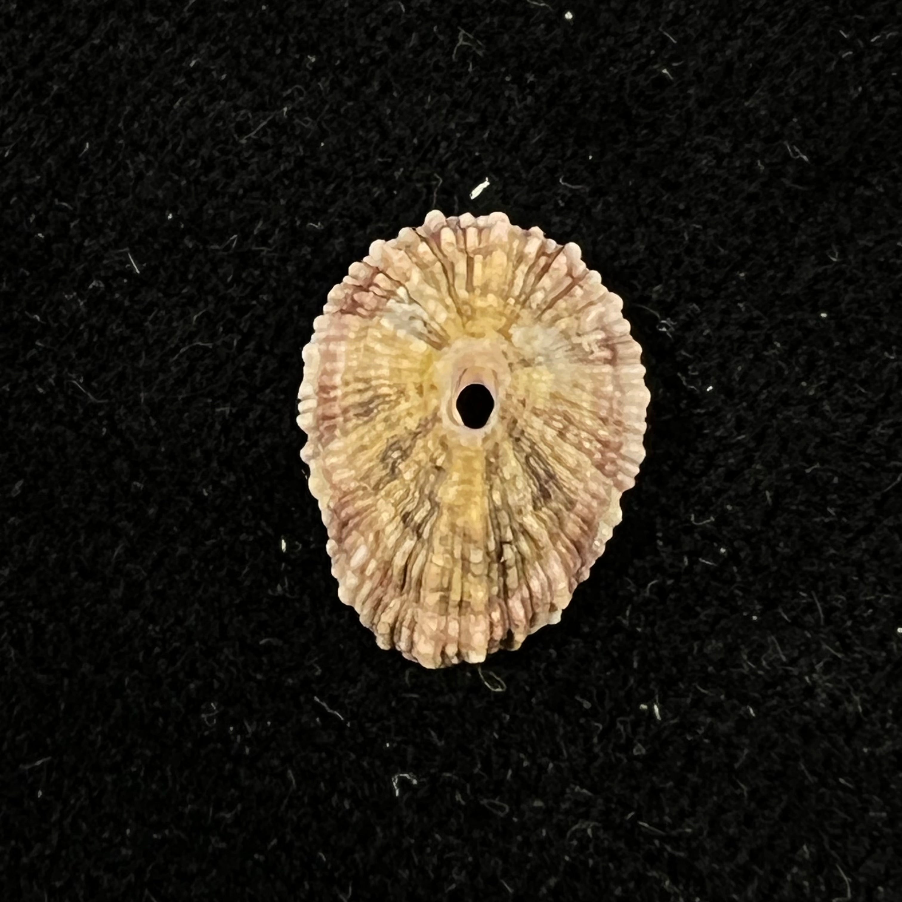 Fissurella clenchi Pérez Farfante, 1943 - 15,6mm