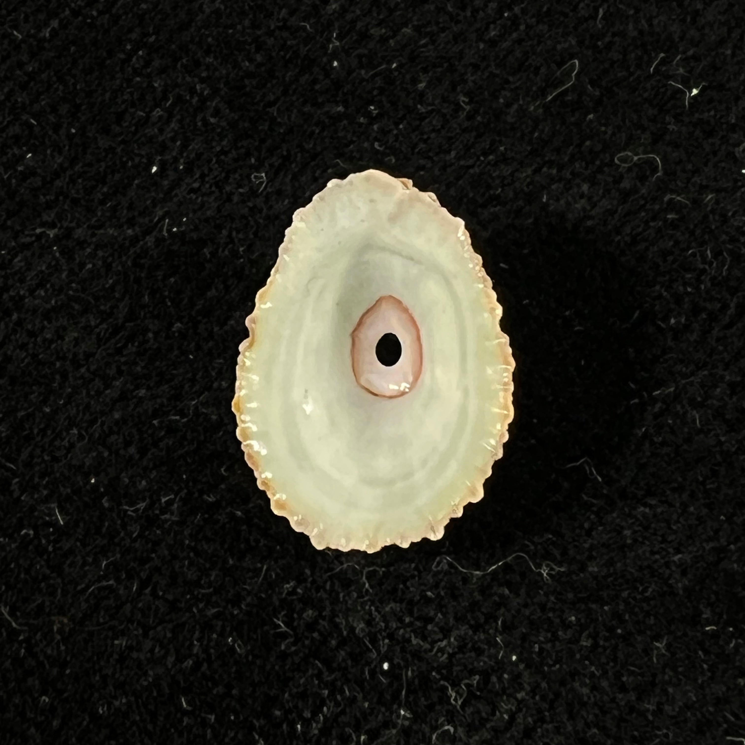 Fissurella clenchi Pérez Farfante, 1943 - 15,6mm
