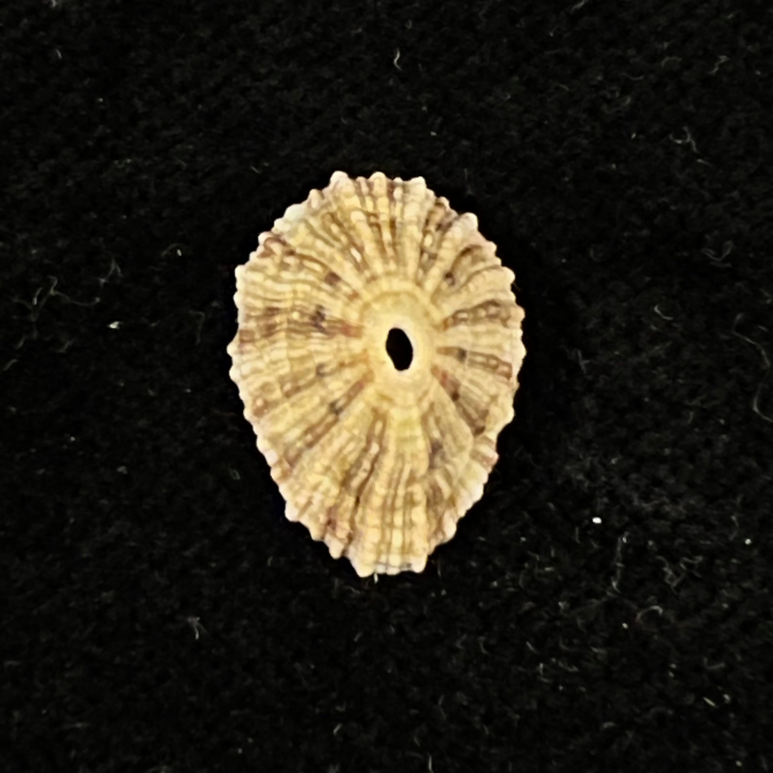 Fissurella clenchi Pérez Farfante, 1943 - 15mm