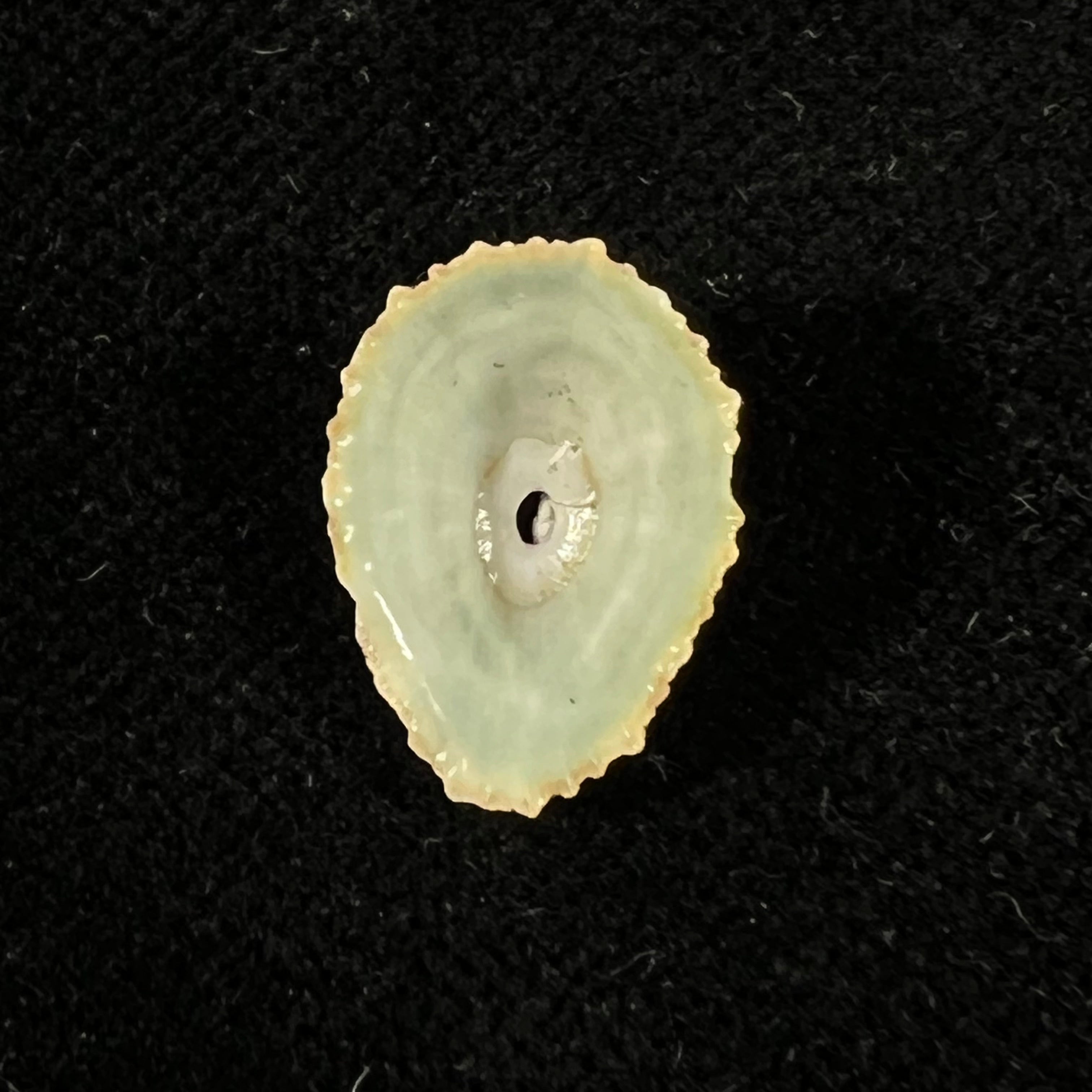 Fissurella clenchi Pérez Farfante, 1943 - 15mm