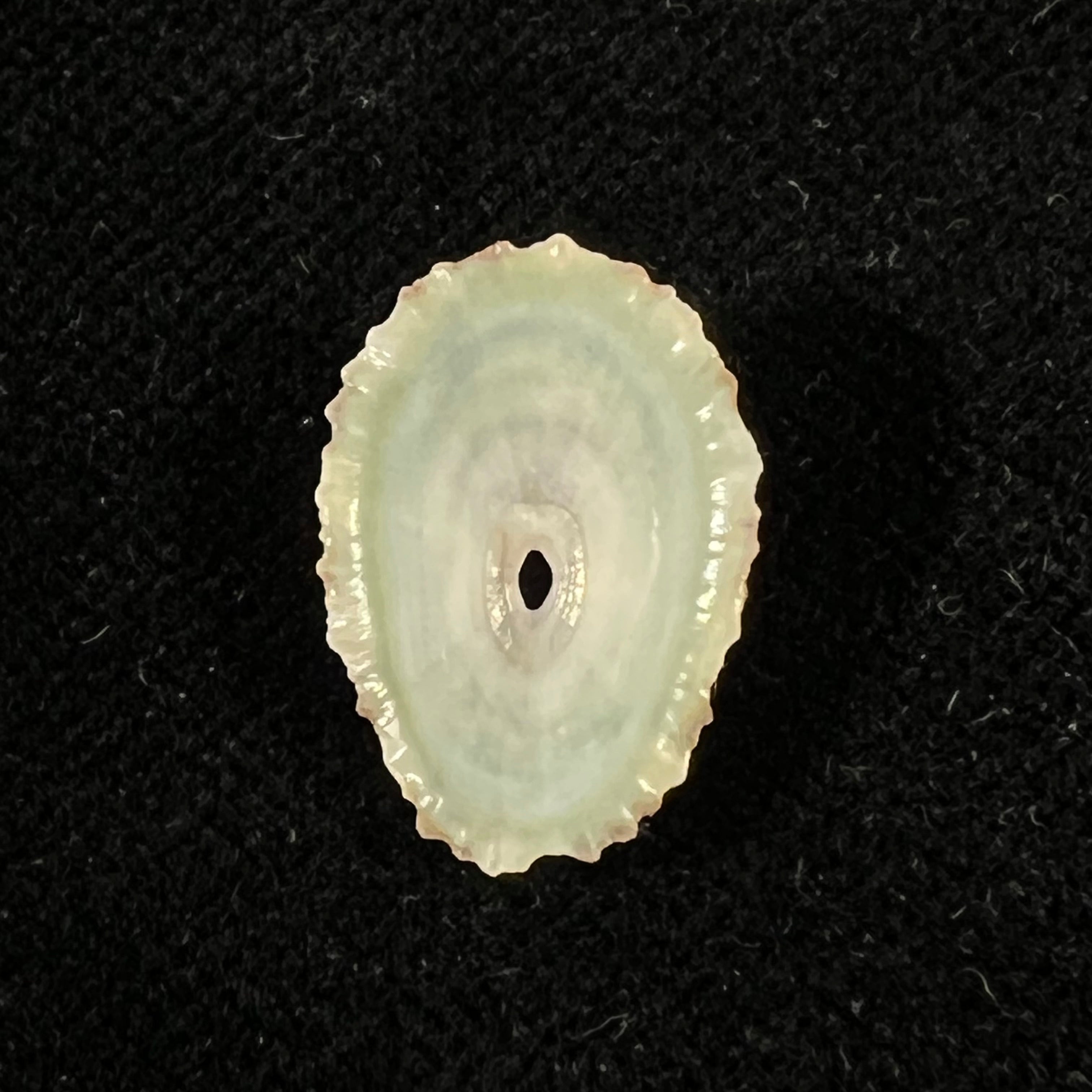 Fissurella clenchi Pérez Farfante, 1943 - 17,3mm