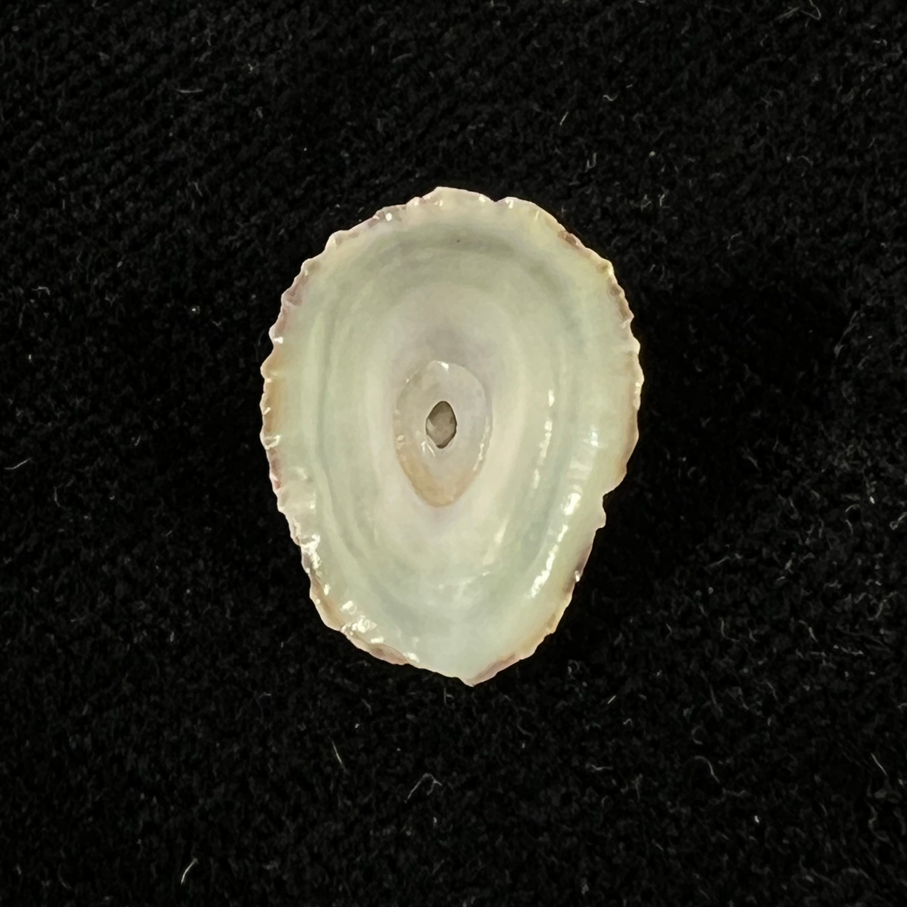Fissurella clenchi Pérez Farfante, 1943 - 16,1mm