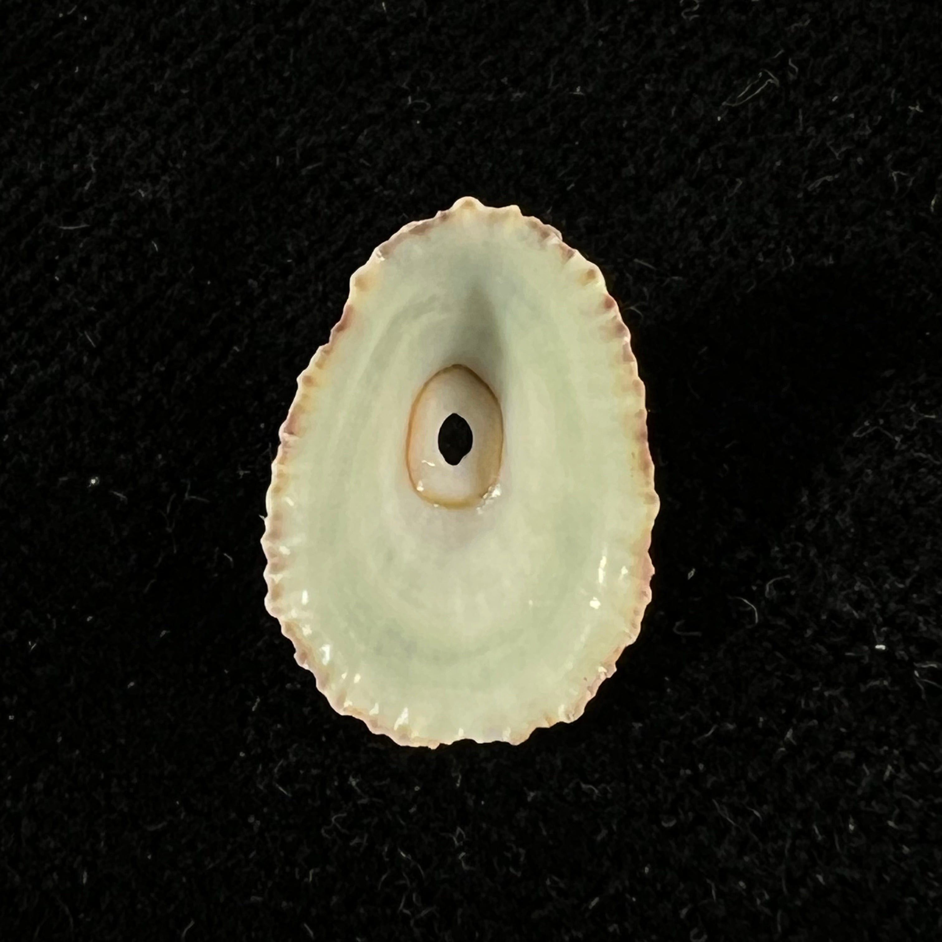 Fissurella clenchi Pérez Farfante, 1943 - 16,4mm