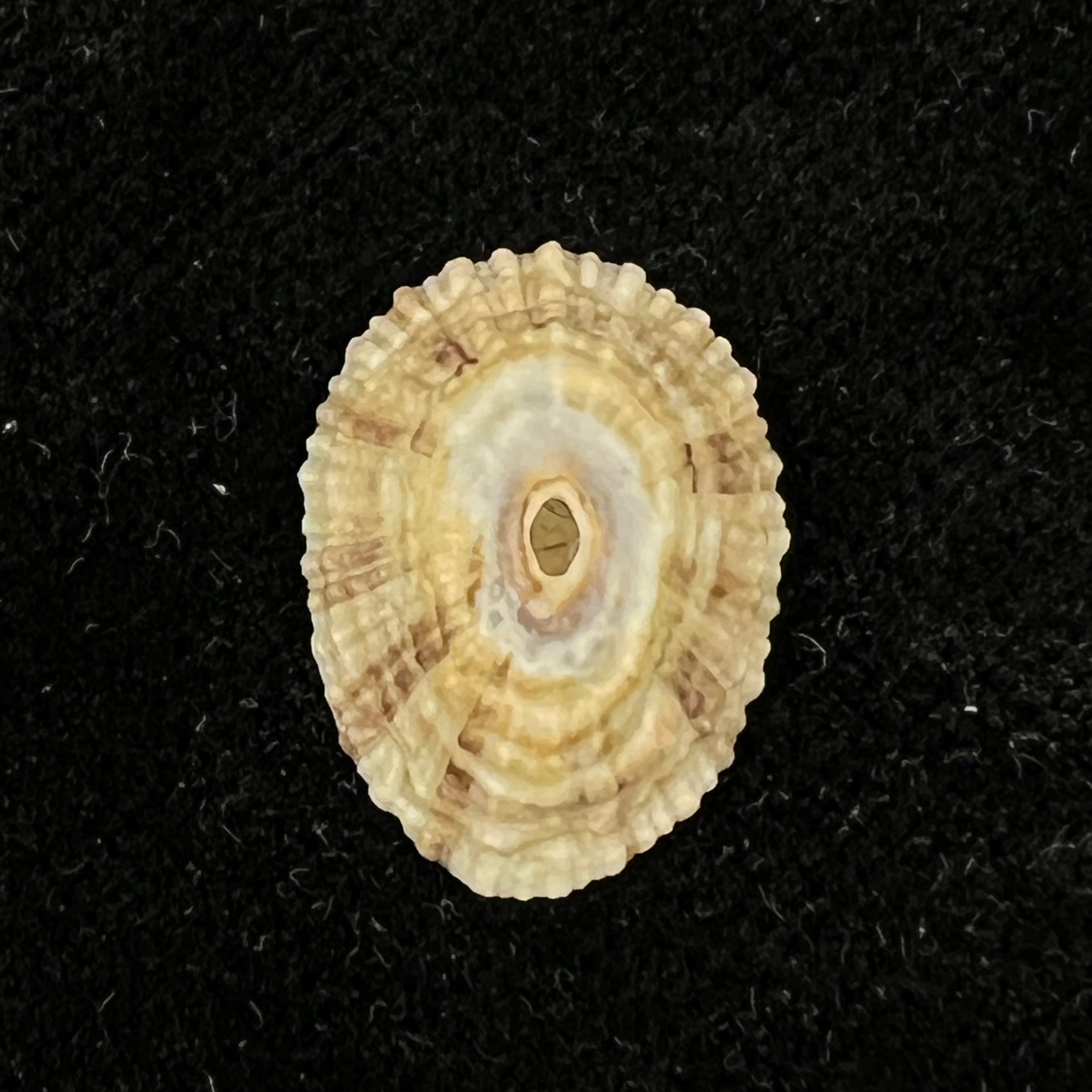Fissurella clenchi Pérez Farfante, 1943 - 16,7mm