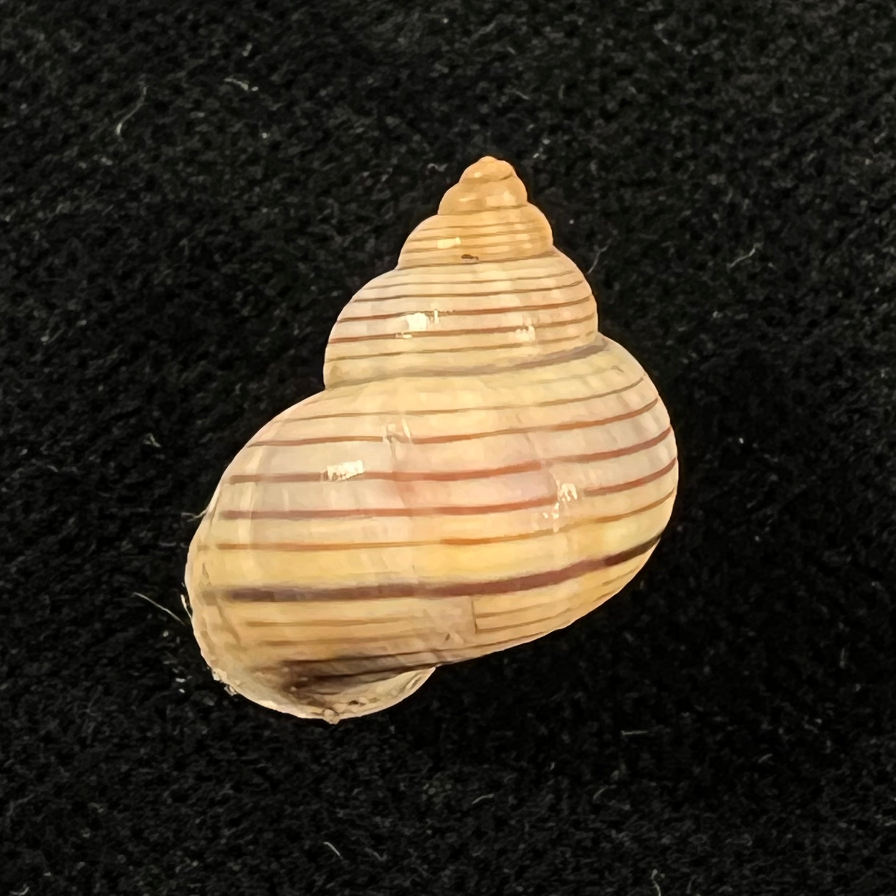 Tropidophora ligata (O. F. Müller, 1774) - 18,4mm