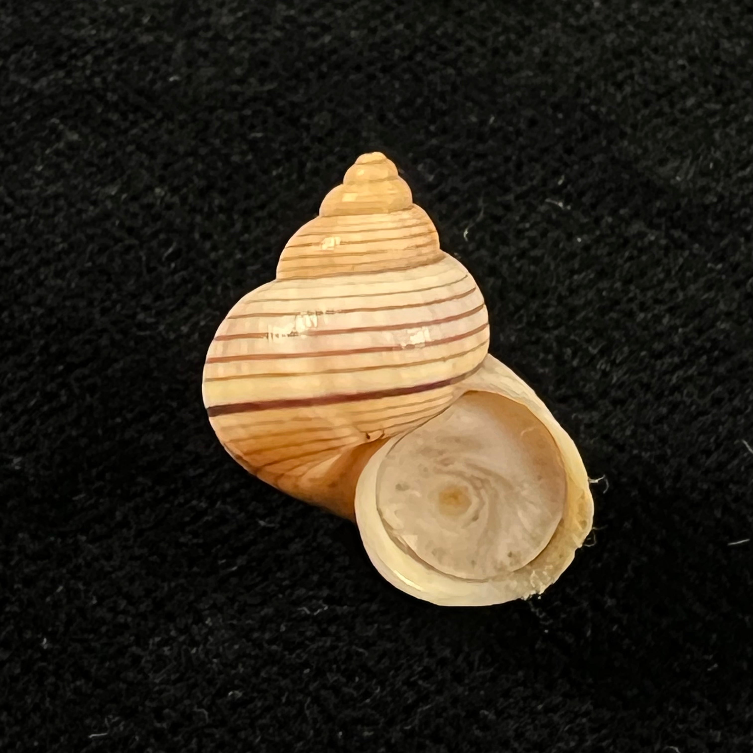 Tropidophora ligata (O. F. Müller, 1774) - 18,4mm