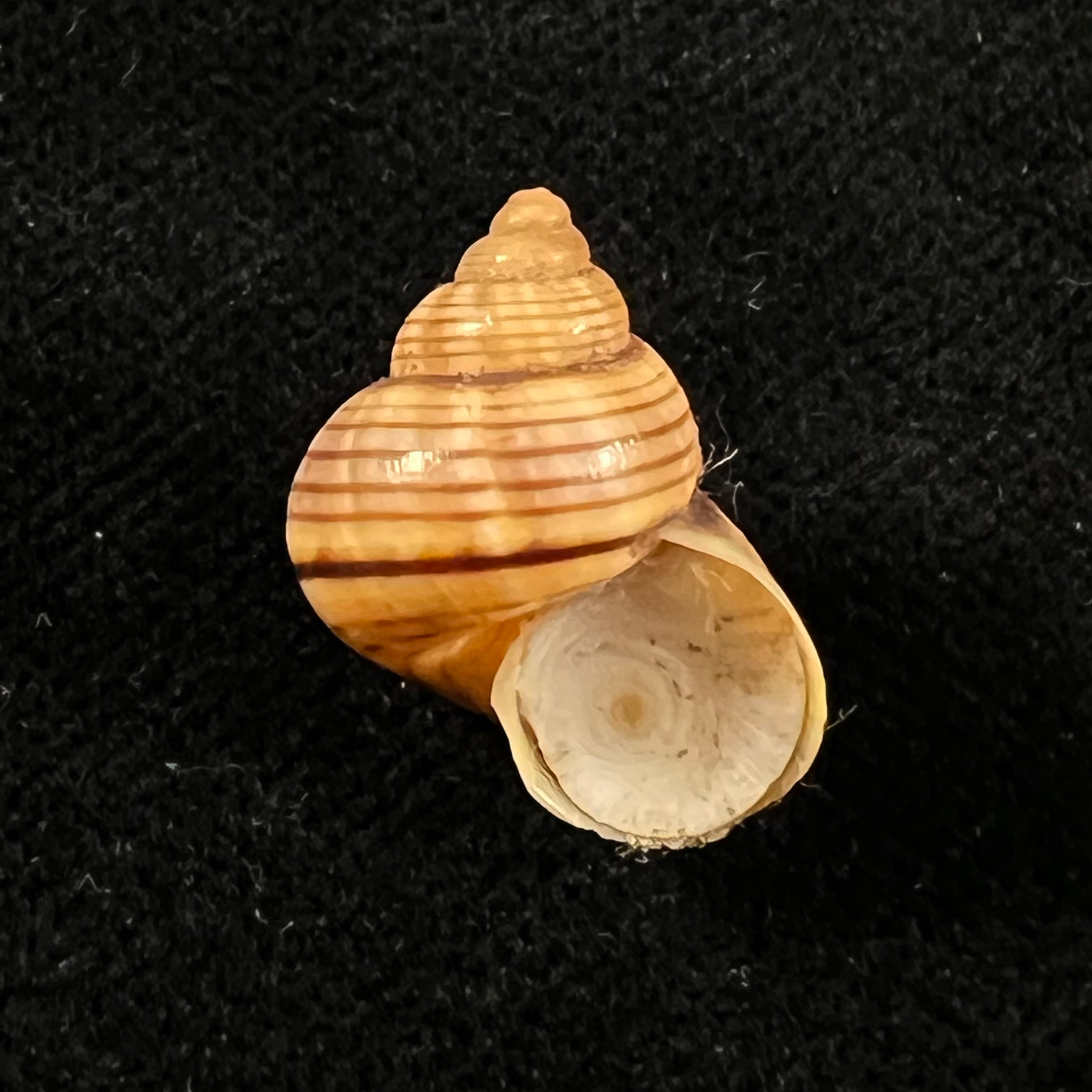 Tropidophora ligata (O. F. Müller, 1774) - 17,1mm