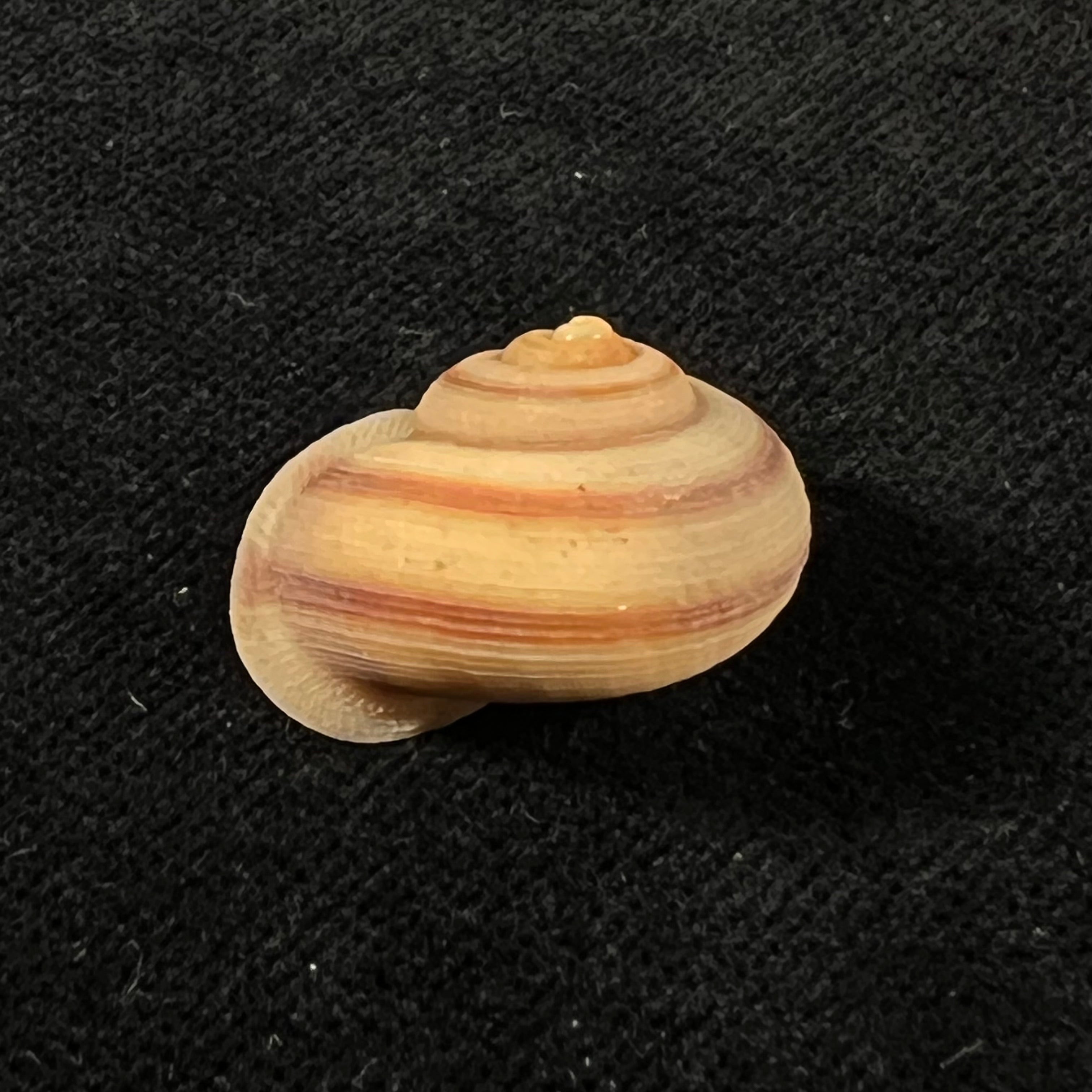 Tropidophora virgo (L. Pfeiffer, 1854) - 20,9mm