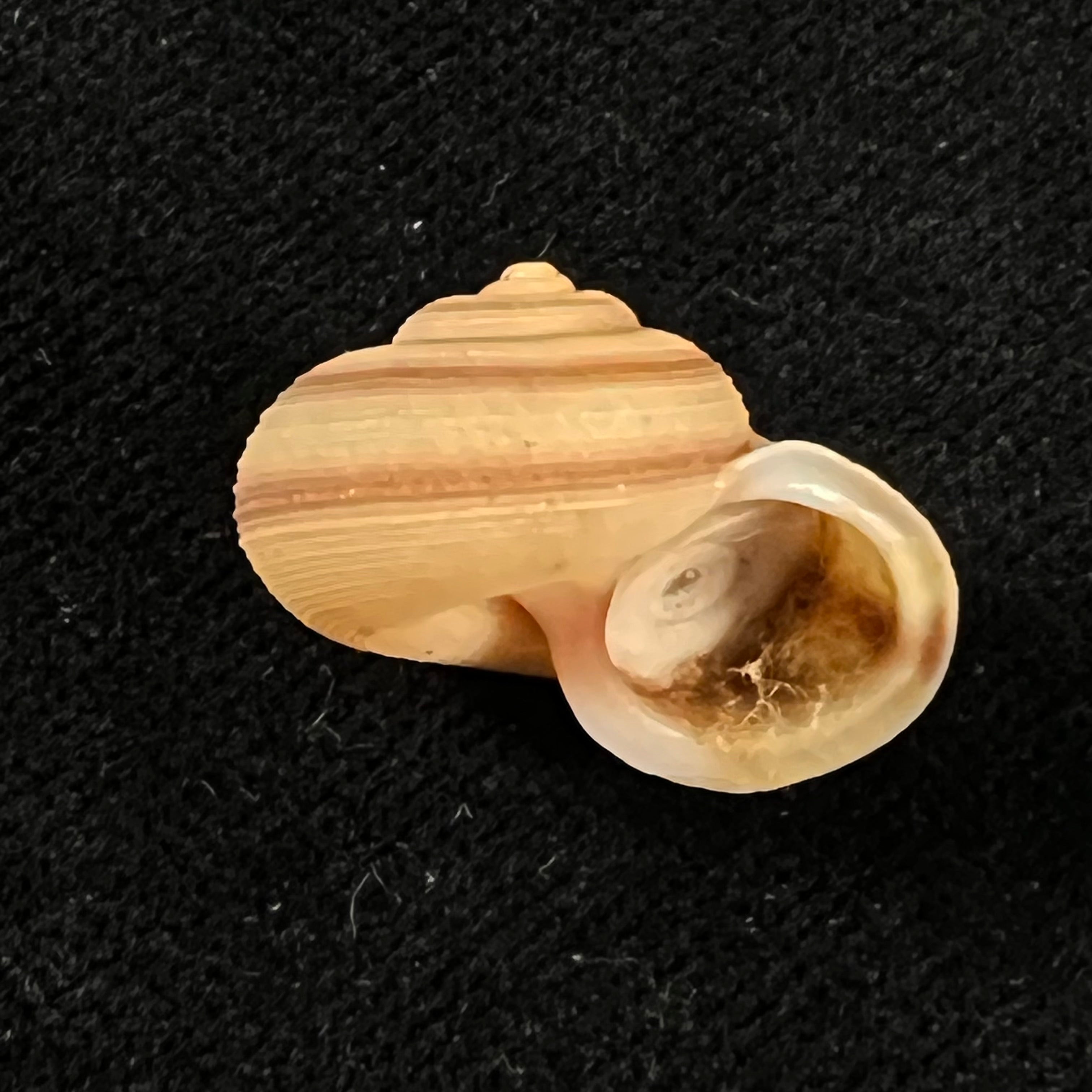 Tropidophora virgo (L. Pfeiffer, 1854) - 20,9mm