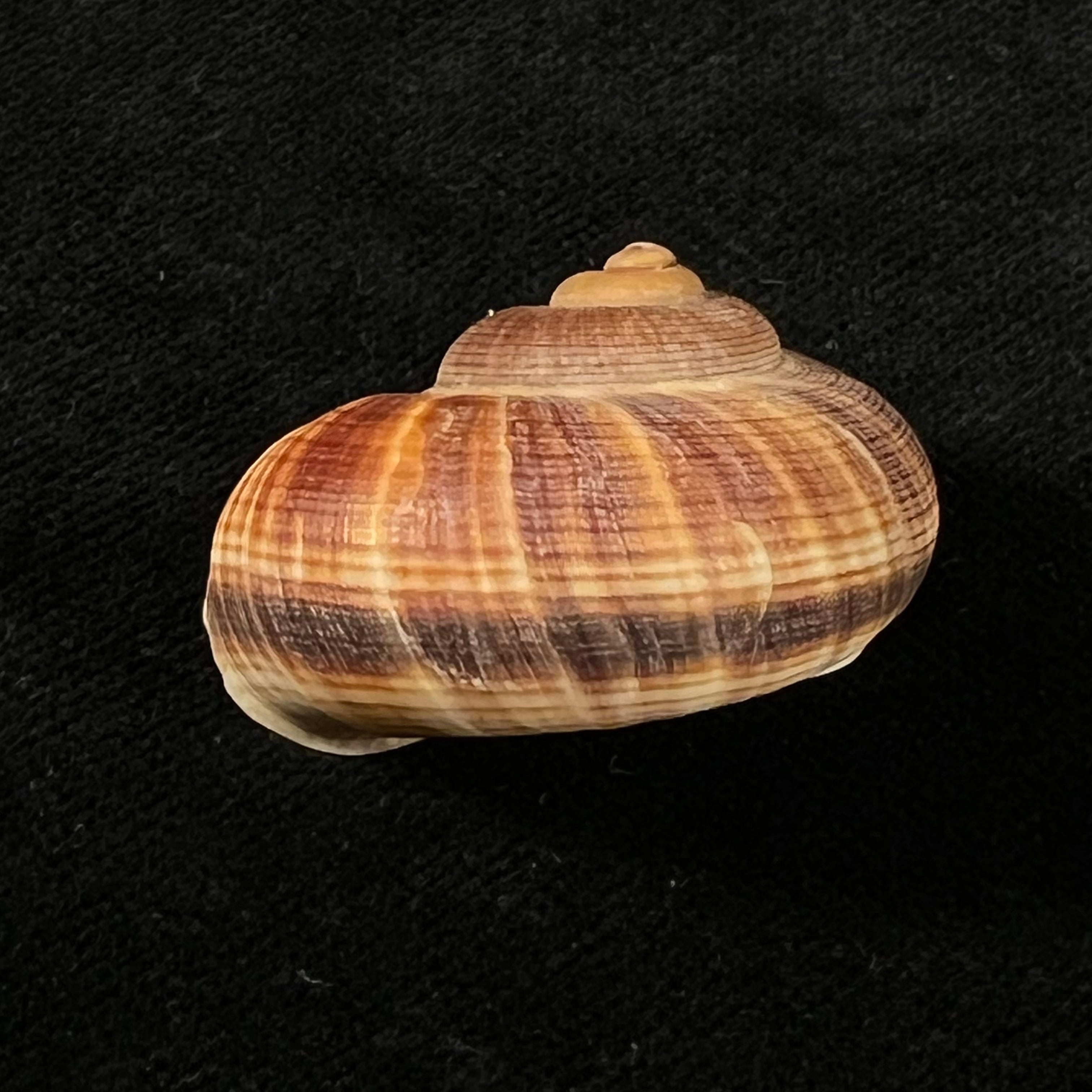 Tropidophora thesauri Fischer-Piette, 1949 - 33,5mm