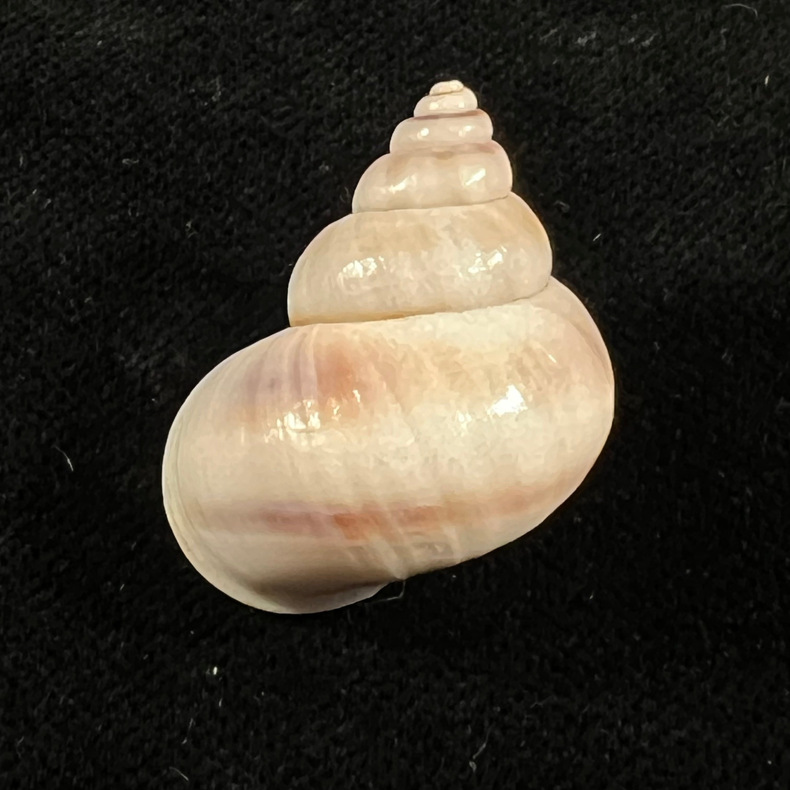 Tropidophora coquandiana (Petit de la Saussaye, 1841) - 28mm