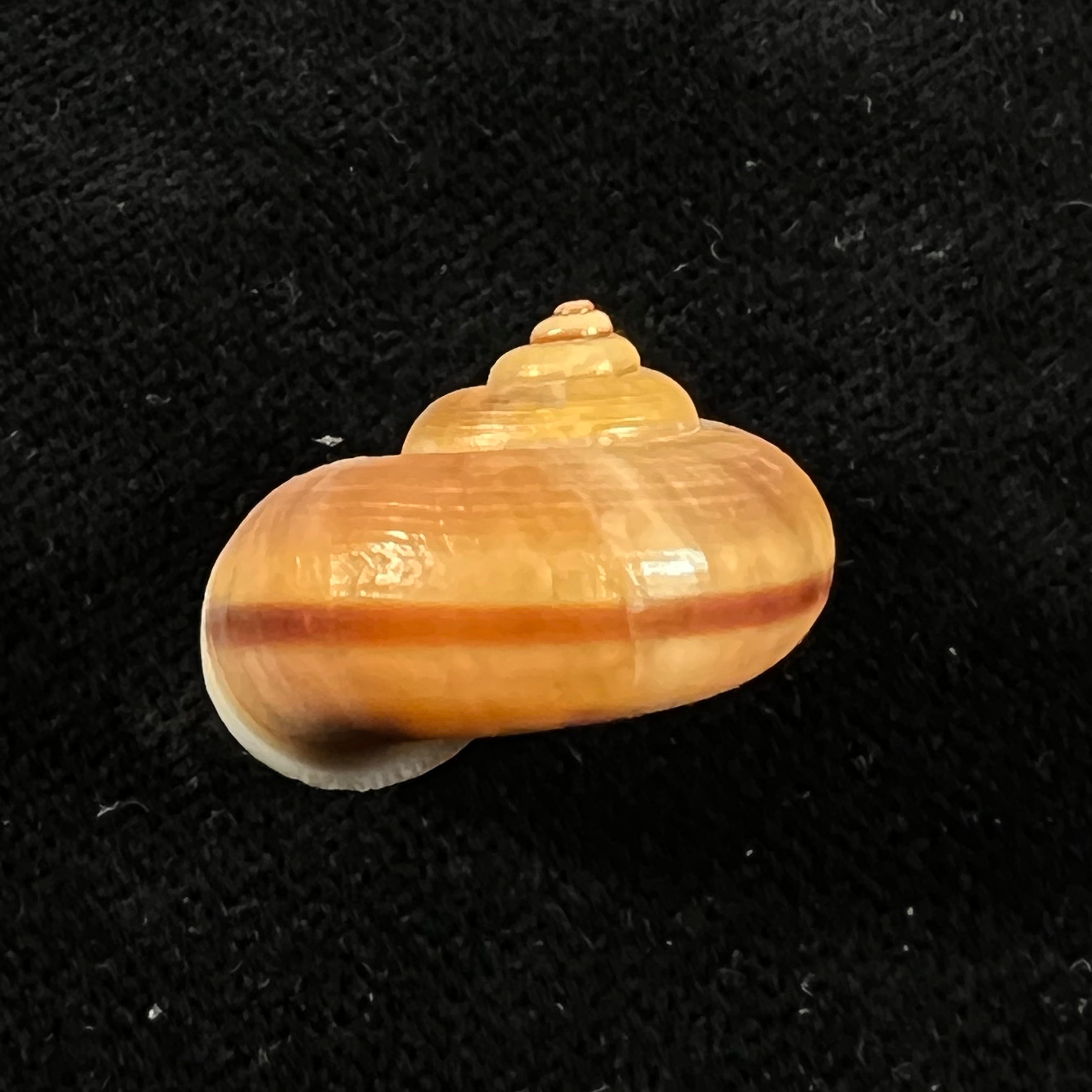 Tropidophora semidecussata var. macareae (Petit de la Saussaye, 1853) - 23,7mm