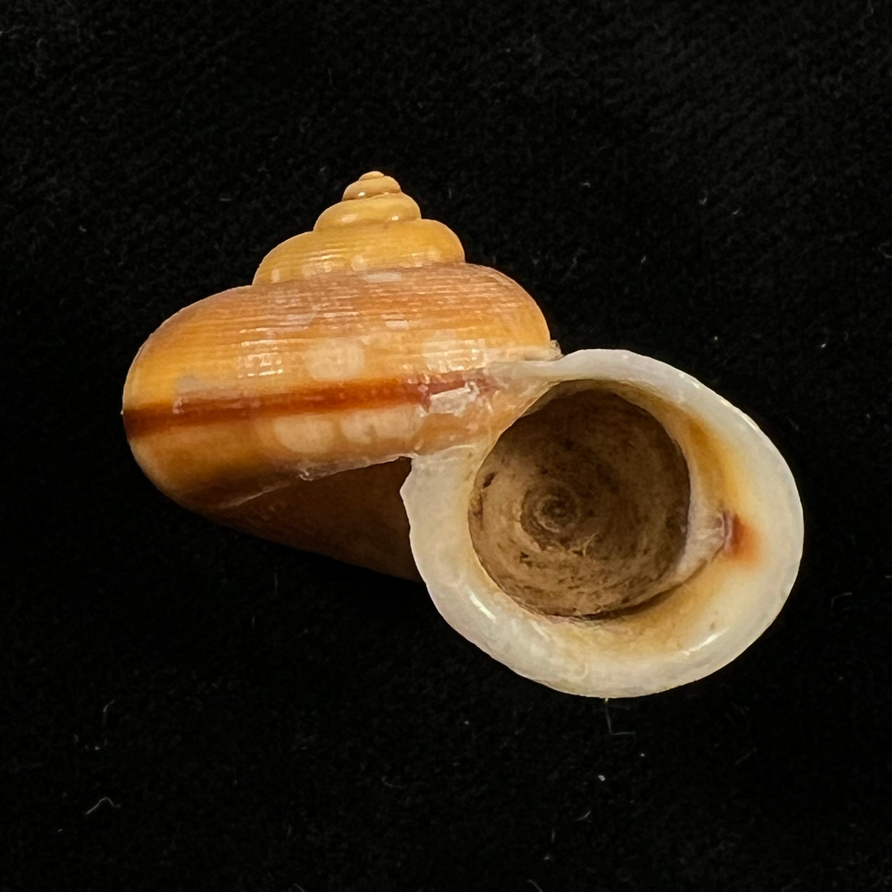 Tropidophora semidecussata var. macareae (Petit de la Saussaye, 1853) - 28,1mm