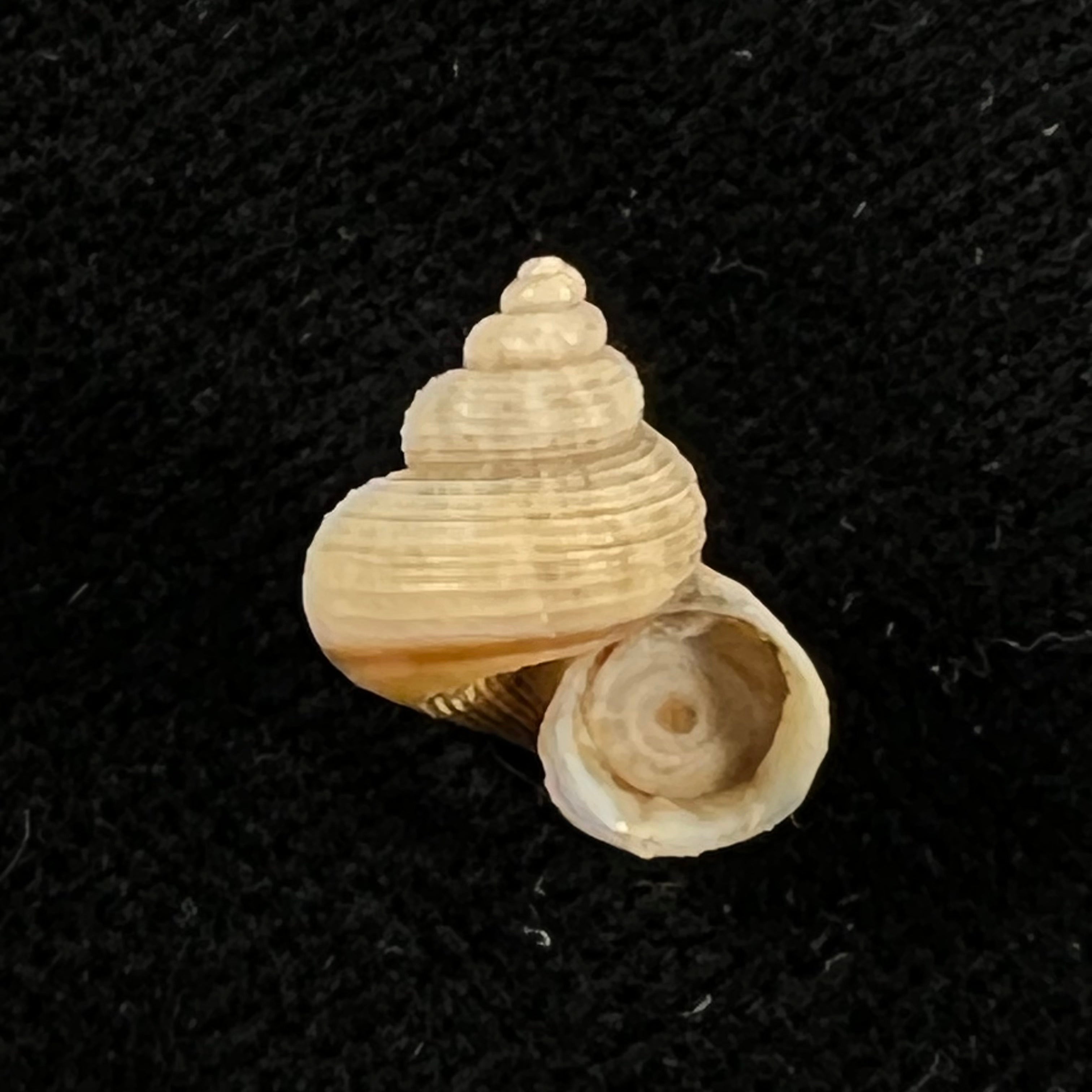 Tropidophora cincinna (G. B. Sowerby I, 1843) - 12,9mm