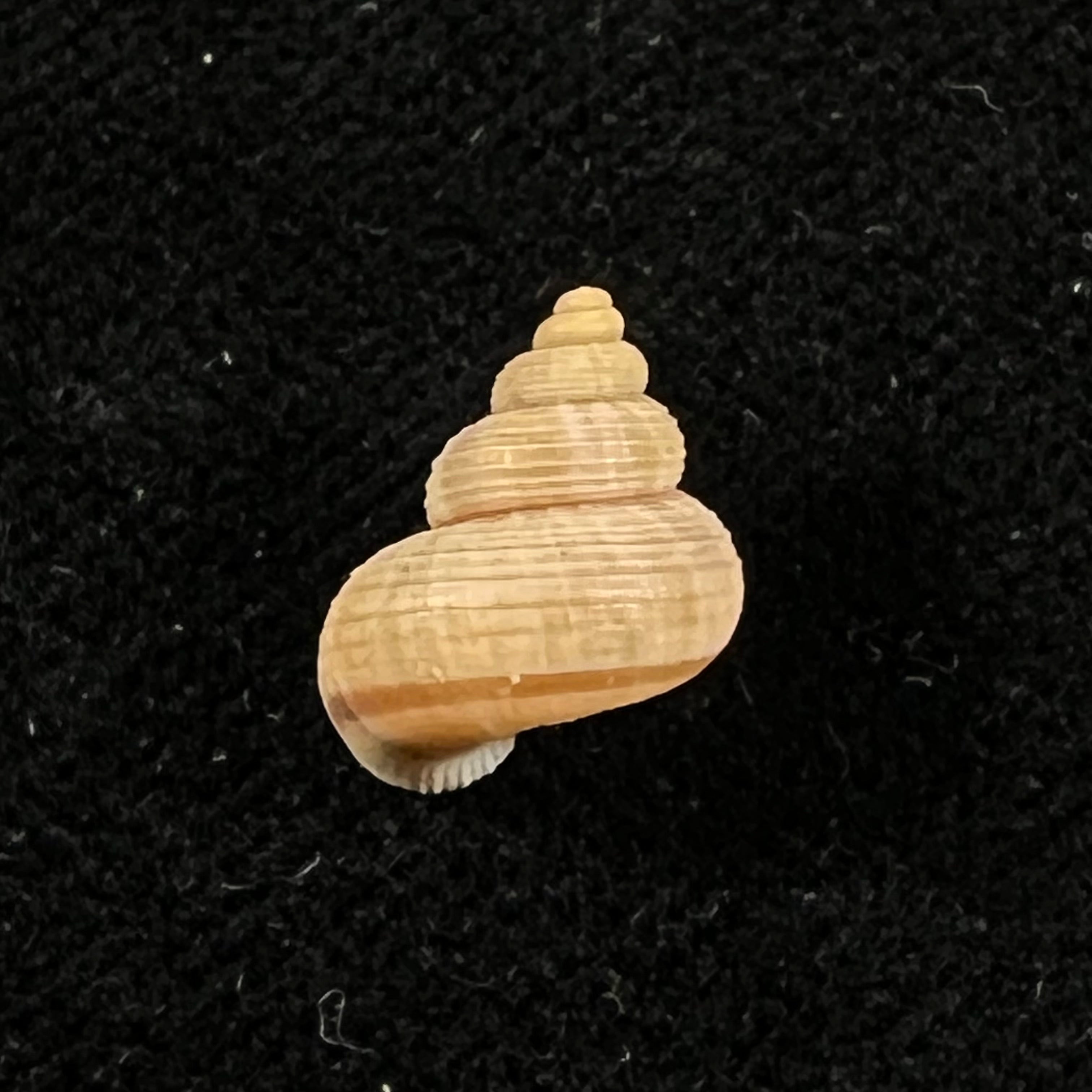 Tropidophora cincinna (G. B. Sowerby I, 1843) - 11,5mm