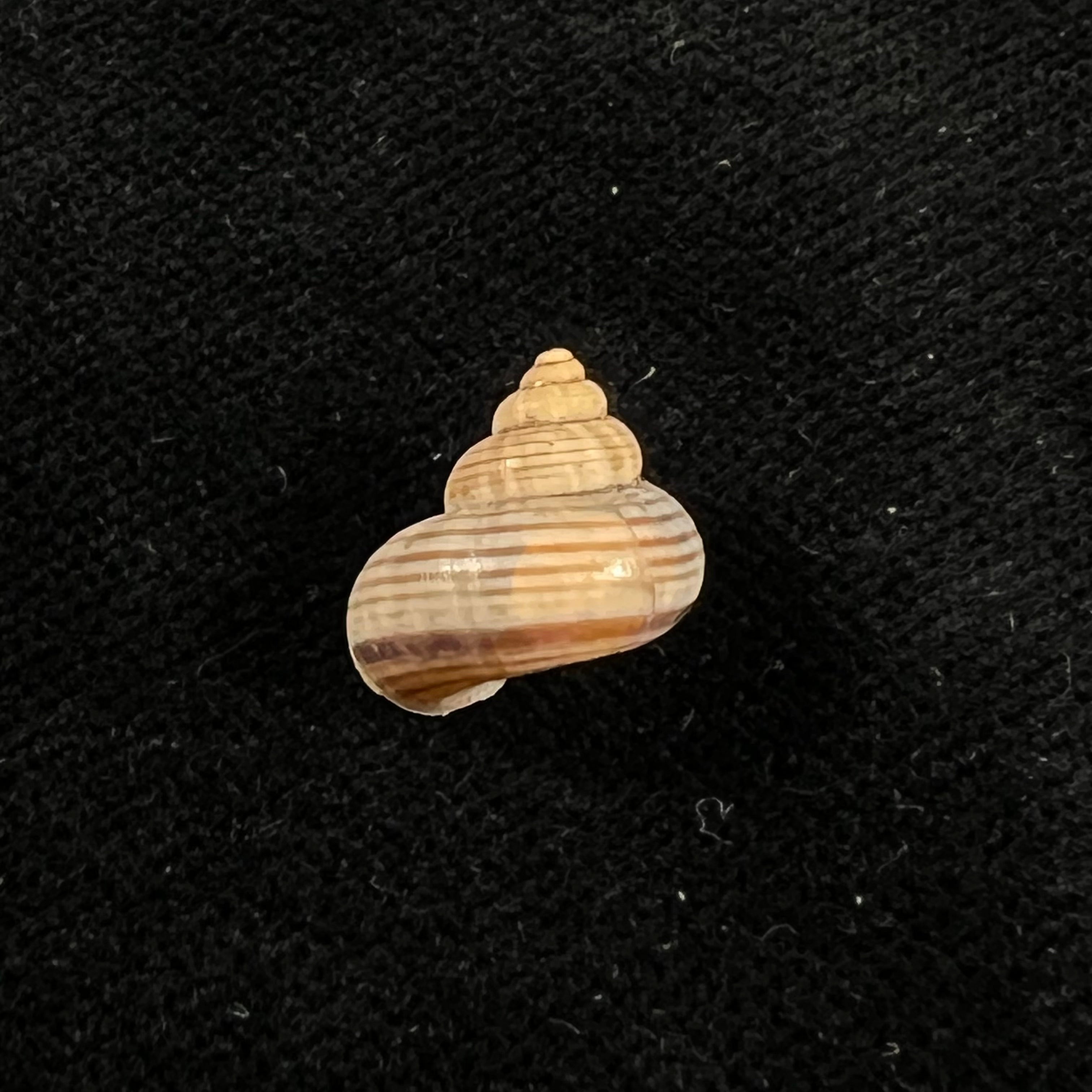 Tropidophora vallorzi Fischer-Piette, C. P. Blanc, F. Blanc & F. Salvat, 1993 - 12,9mm