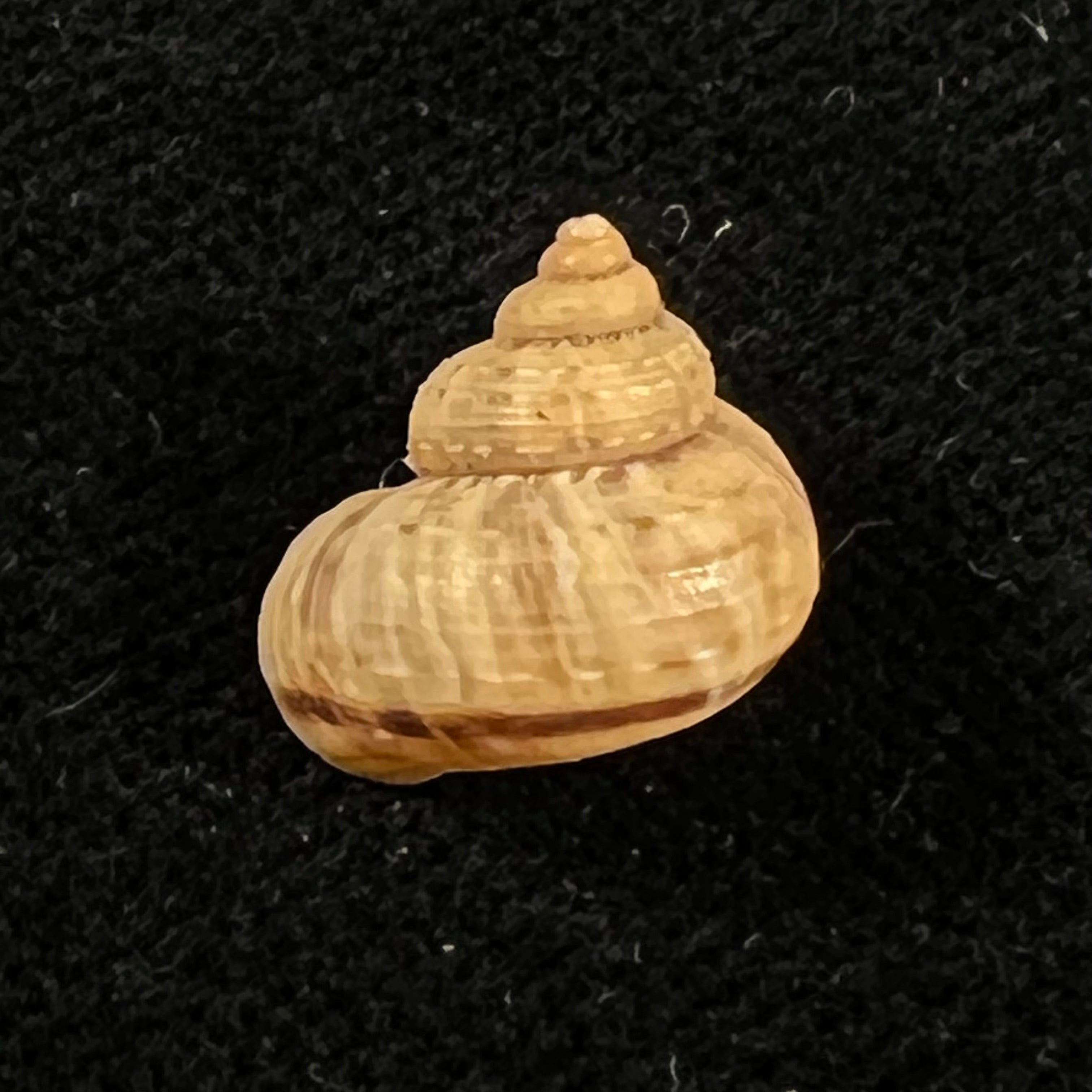 Tropidophora vallorzi Fischer-Piette, C. P. Blanc, F. Blanc & F. Salvat, 1993 - 12,9mm