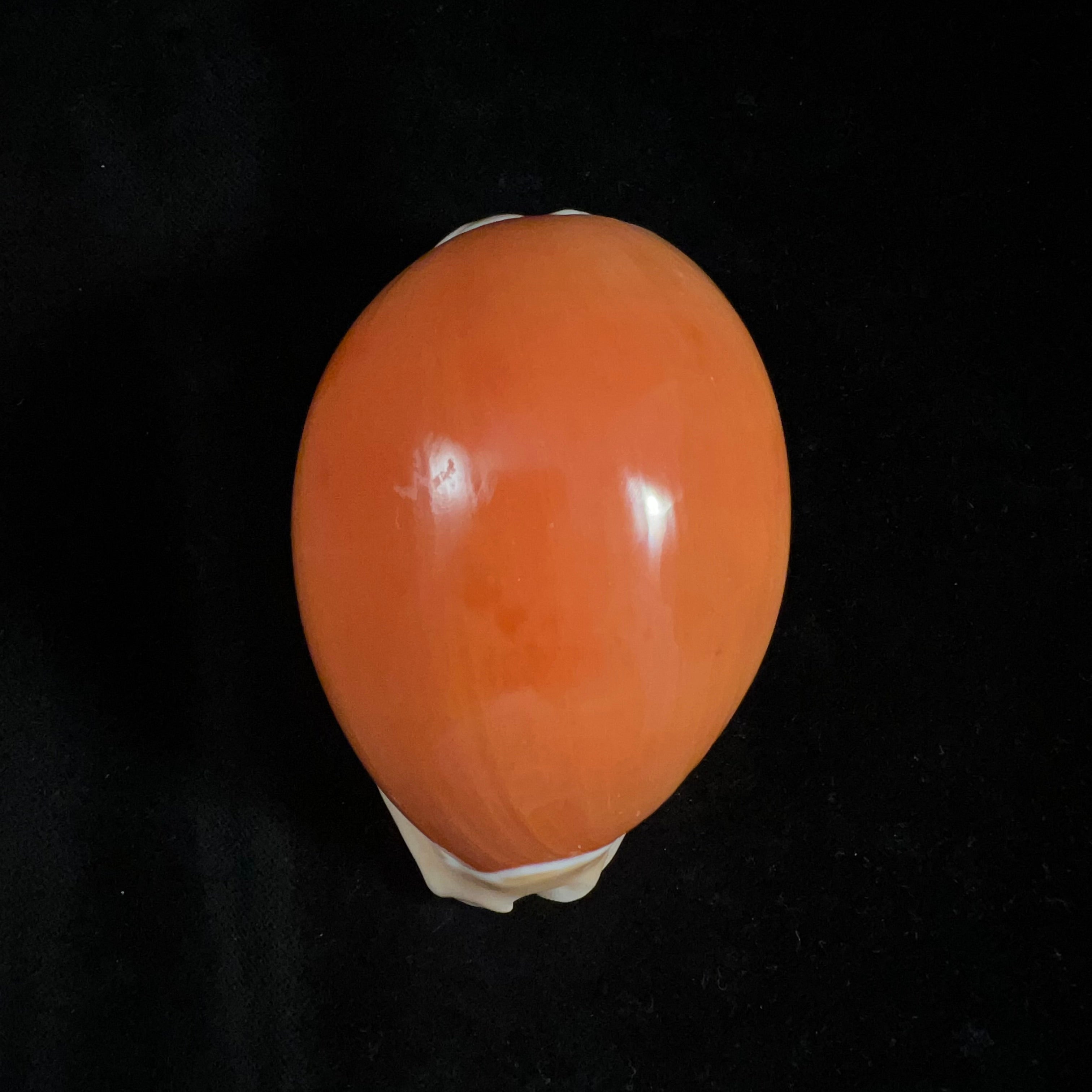 Callistocypraea aurantium (Gmelin, 1791) - 90,4mm