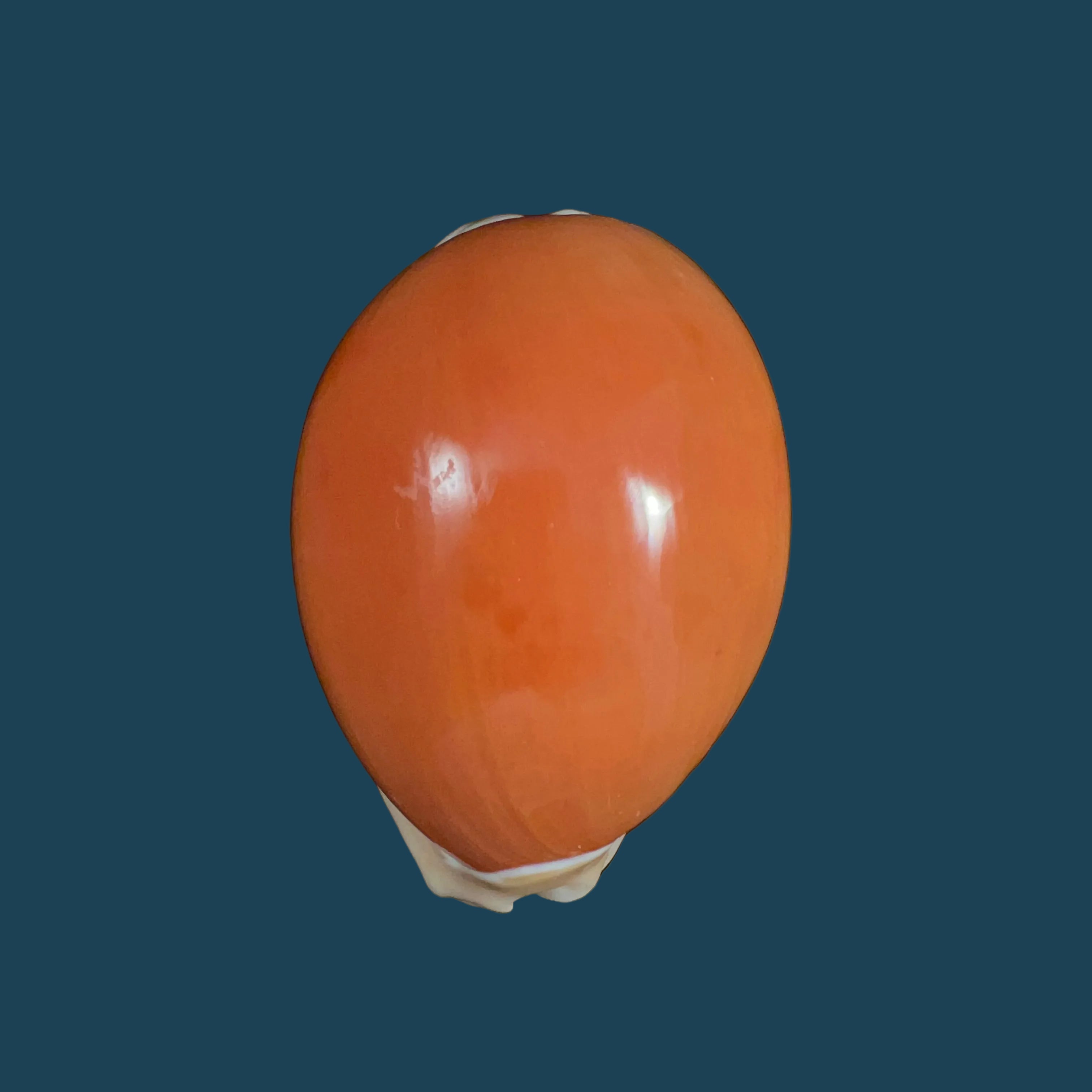 Callistocypraea aurantium (Gmelin, 1791) - 90,4mm