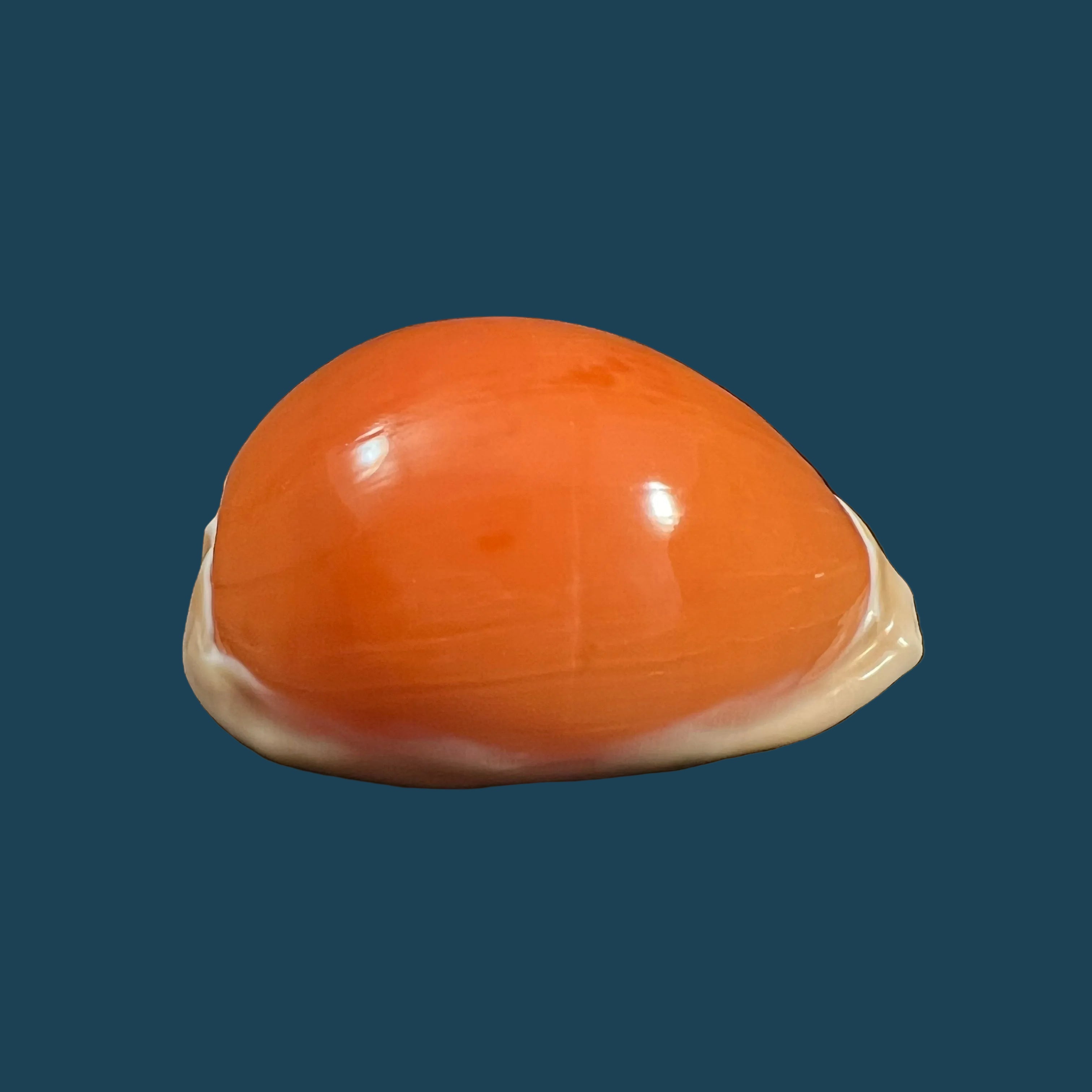 Callistocypraea aurantium (Gmelin, 1791) - 90,4mm