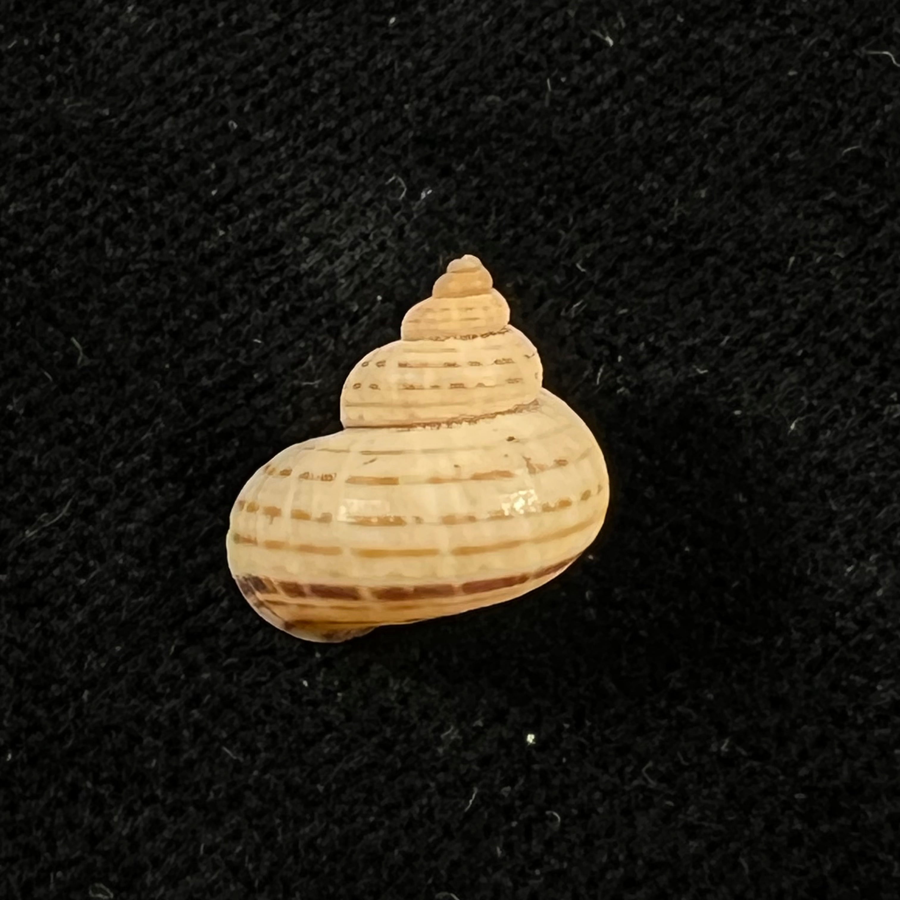 Tropidophora vallorzi Fischer-Piette, C. P. Blanc, F. Blanc & F. Salvat, 1993 - 13,5mm