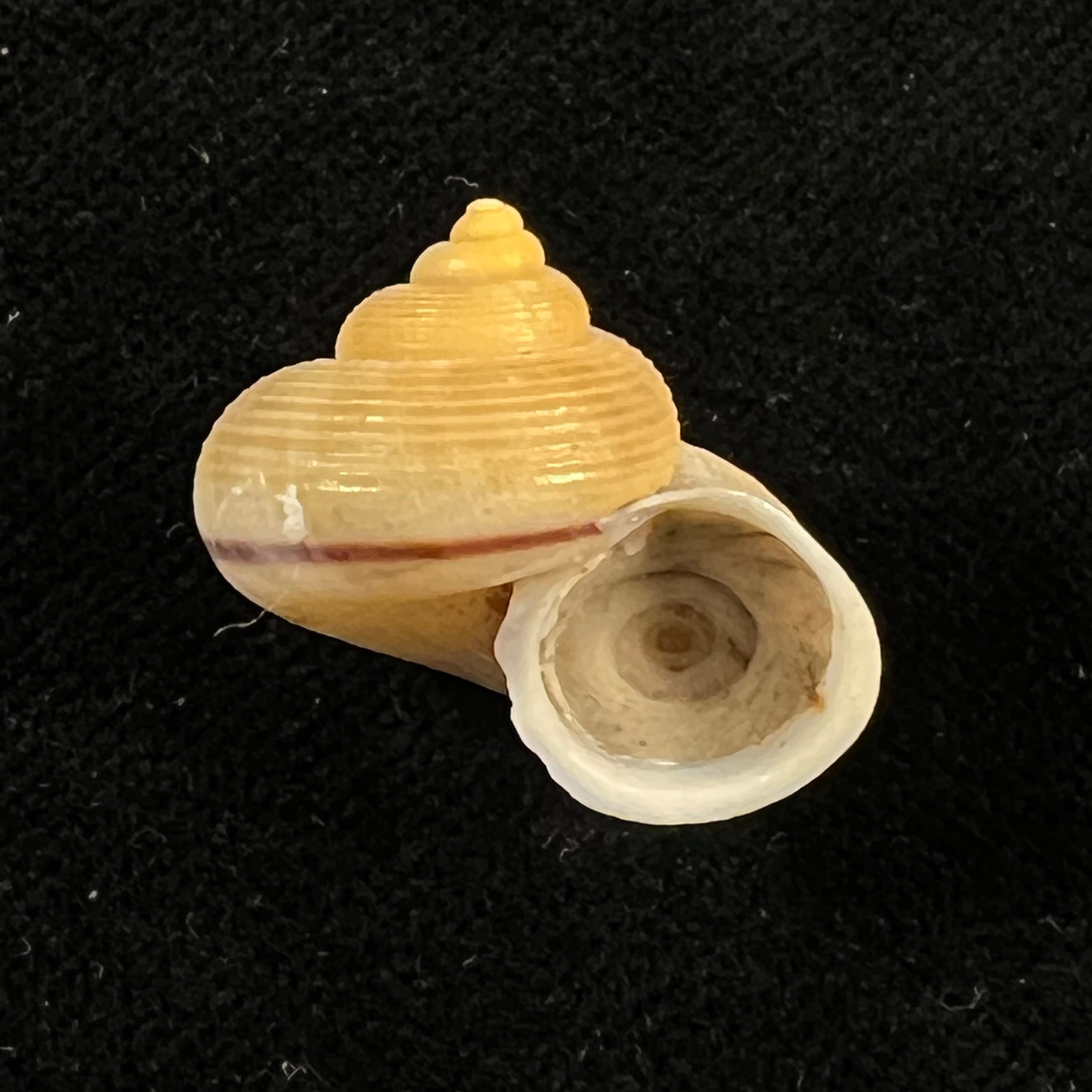 Tropidophora carnicolor Fulton, 1902 - 21,1mm