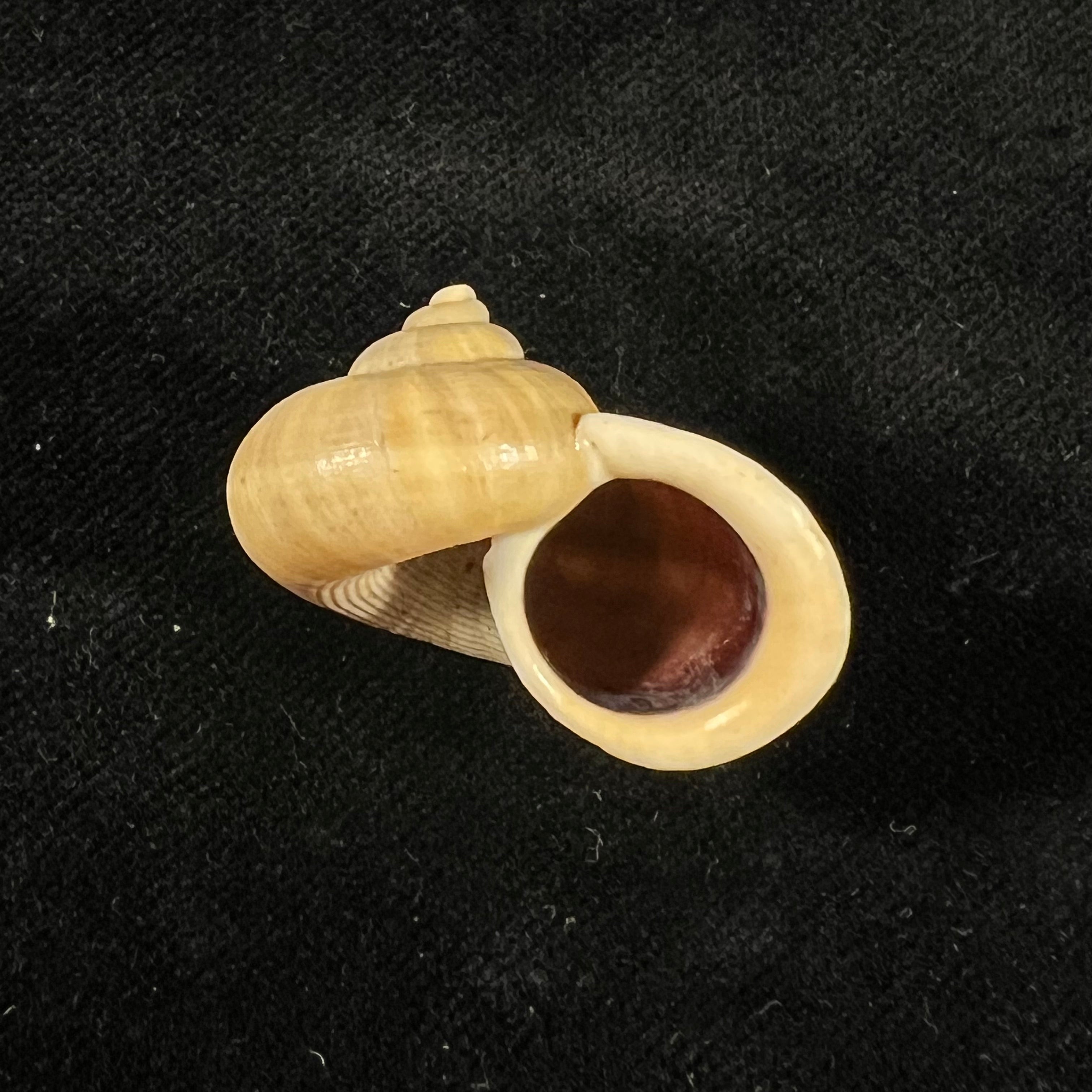 Tropidophora tricarinata var. chenui Fischer-Piette, 1949 - 30,2mm