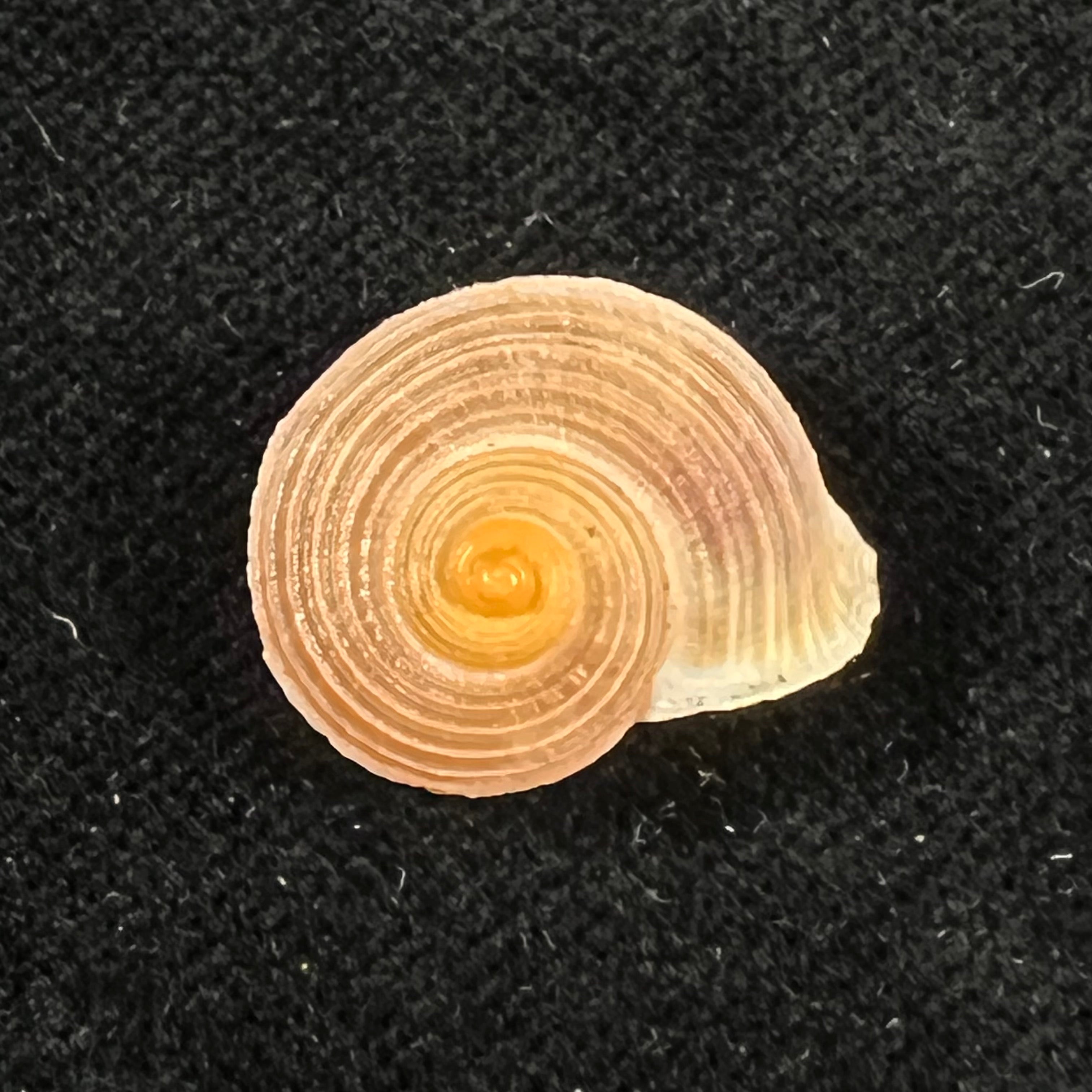 Tropidophora deshayesiana (Petit de la Saussaye, 1844) - 18,7mm