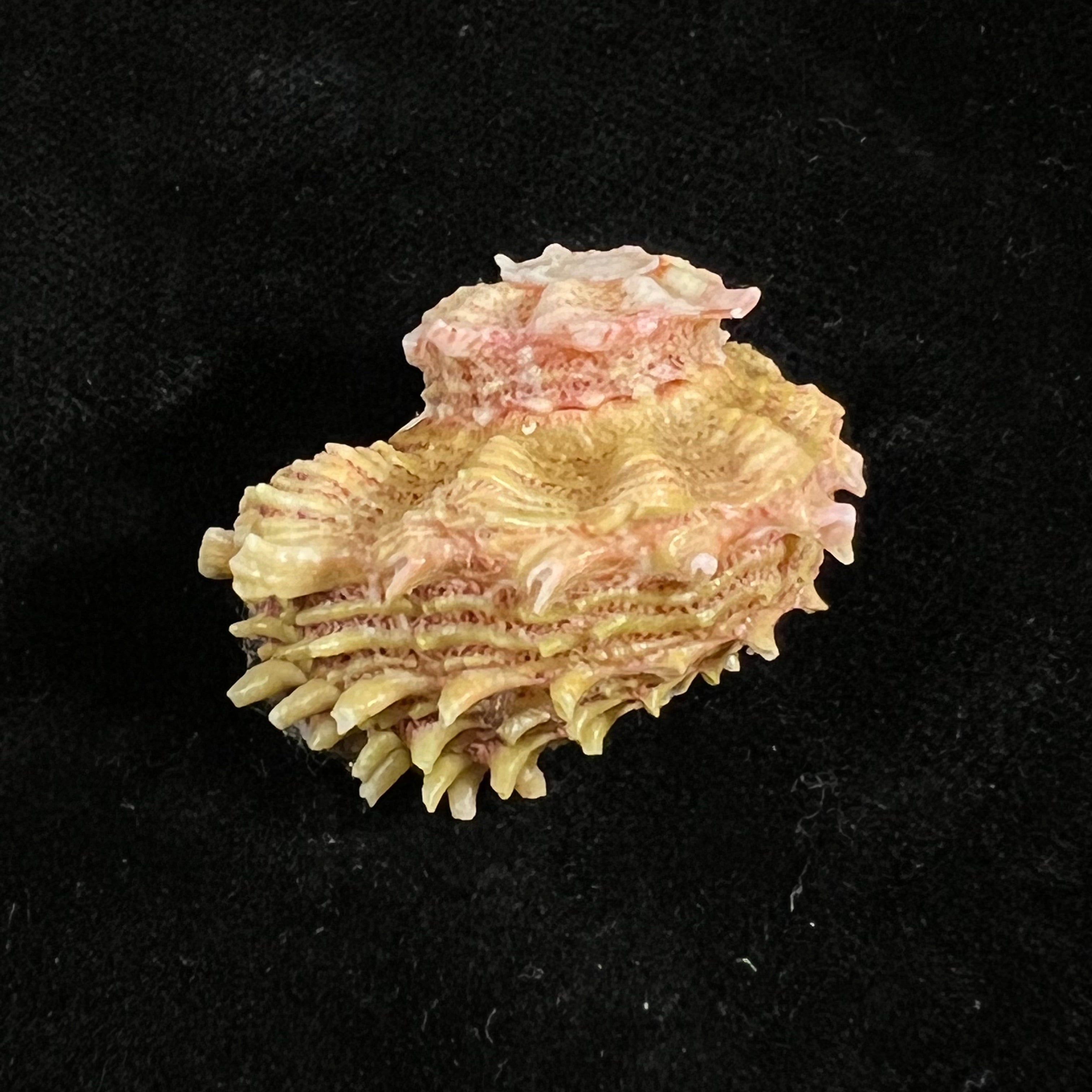Angaria sphaerula (Kiener, 1838) - 30,8mm