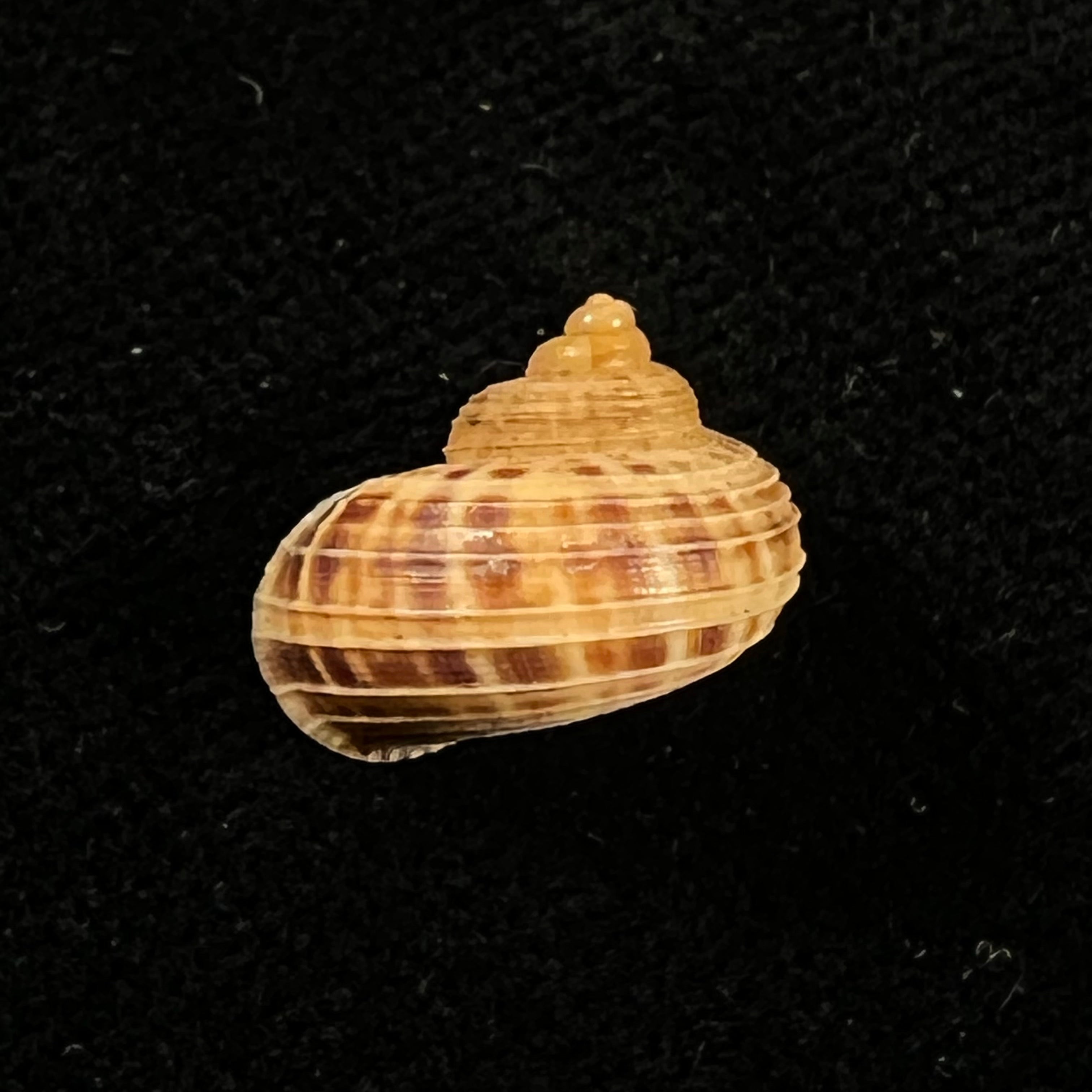 Tropidophora dingeoni Fischer-Piette, F. Blanc & Salvat, 1969 - 12,8mm