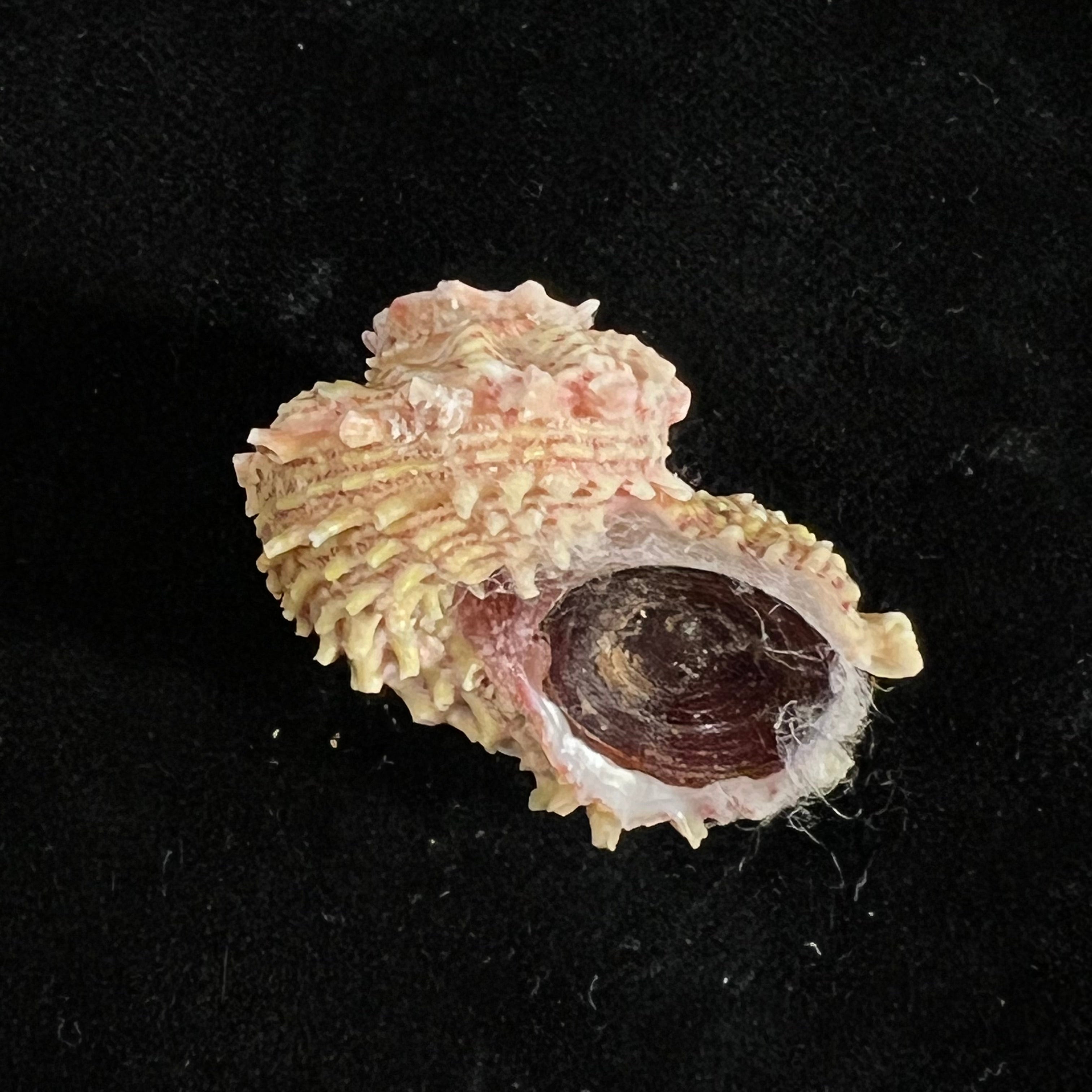 Angaria sphaerula (Kiener, 1838) - 30,8mm