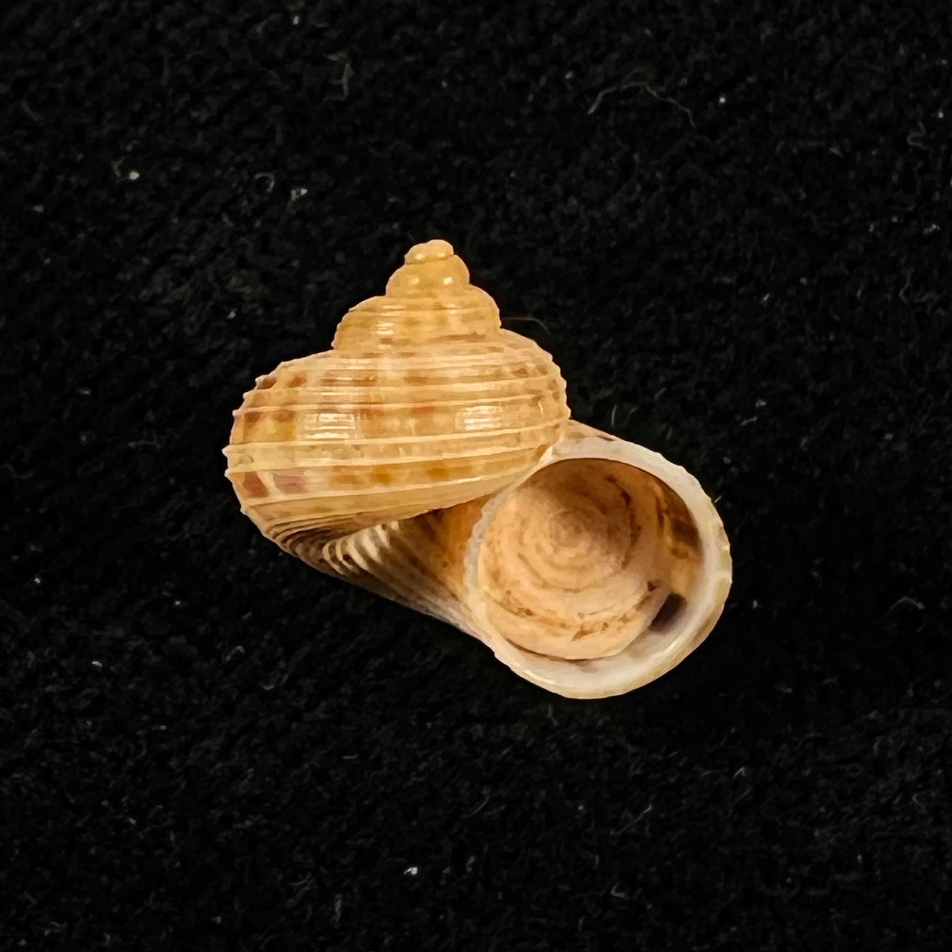 Tropidophora dingeoni Fischer-Piette, F. Blanc & Salvat, 1969 - 12,8mm