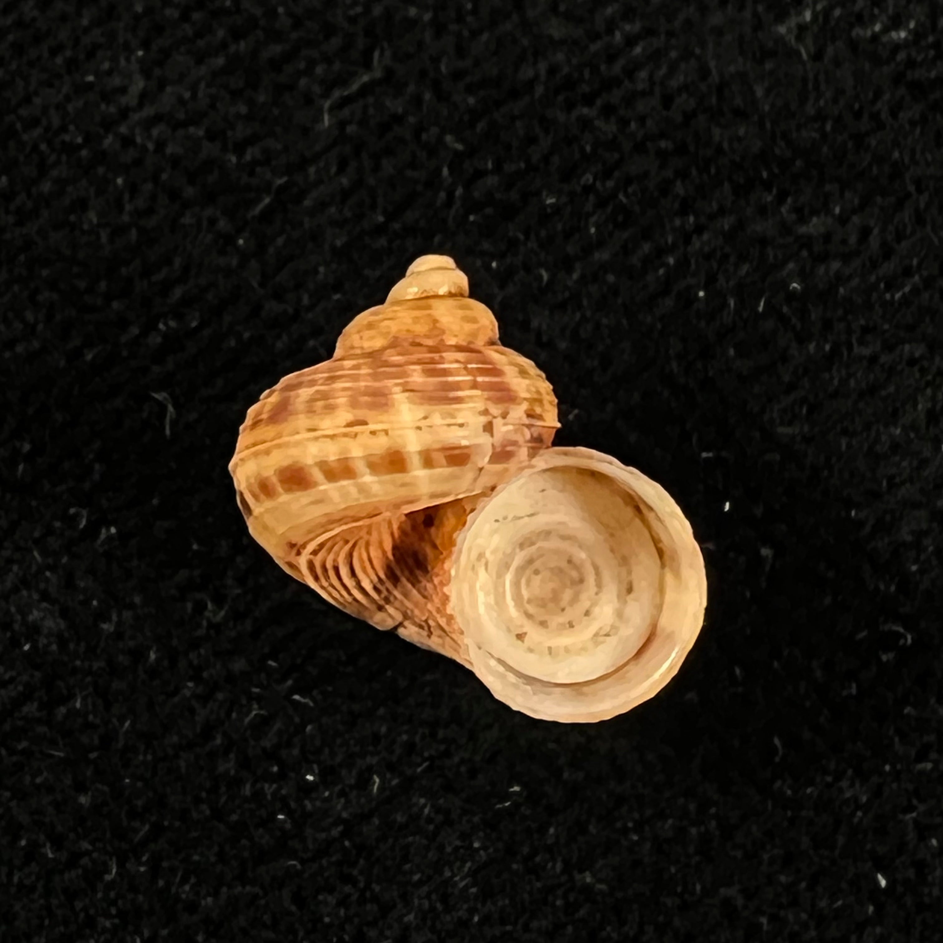 Tropidophora dingeoni Fischer-Piette, F. Blanc & Salvat, 1969 - 14mm