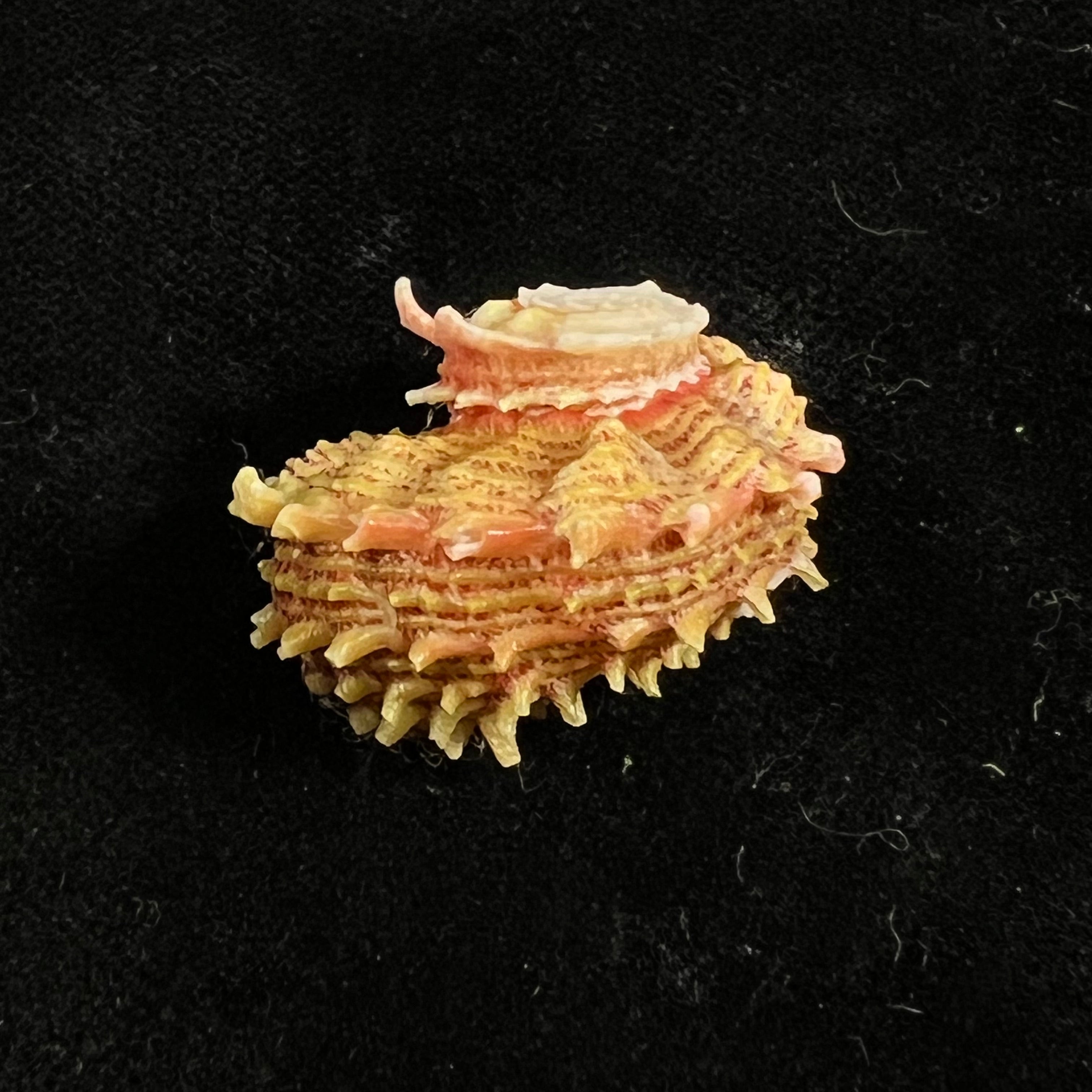 Angaria sphaerula (Kiener, 1838) - 27,6mm