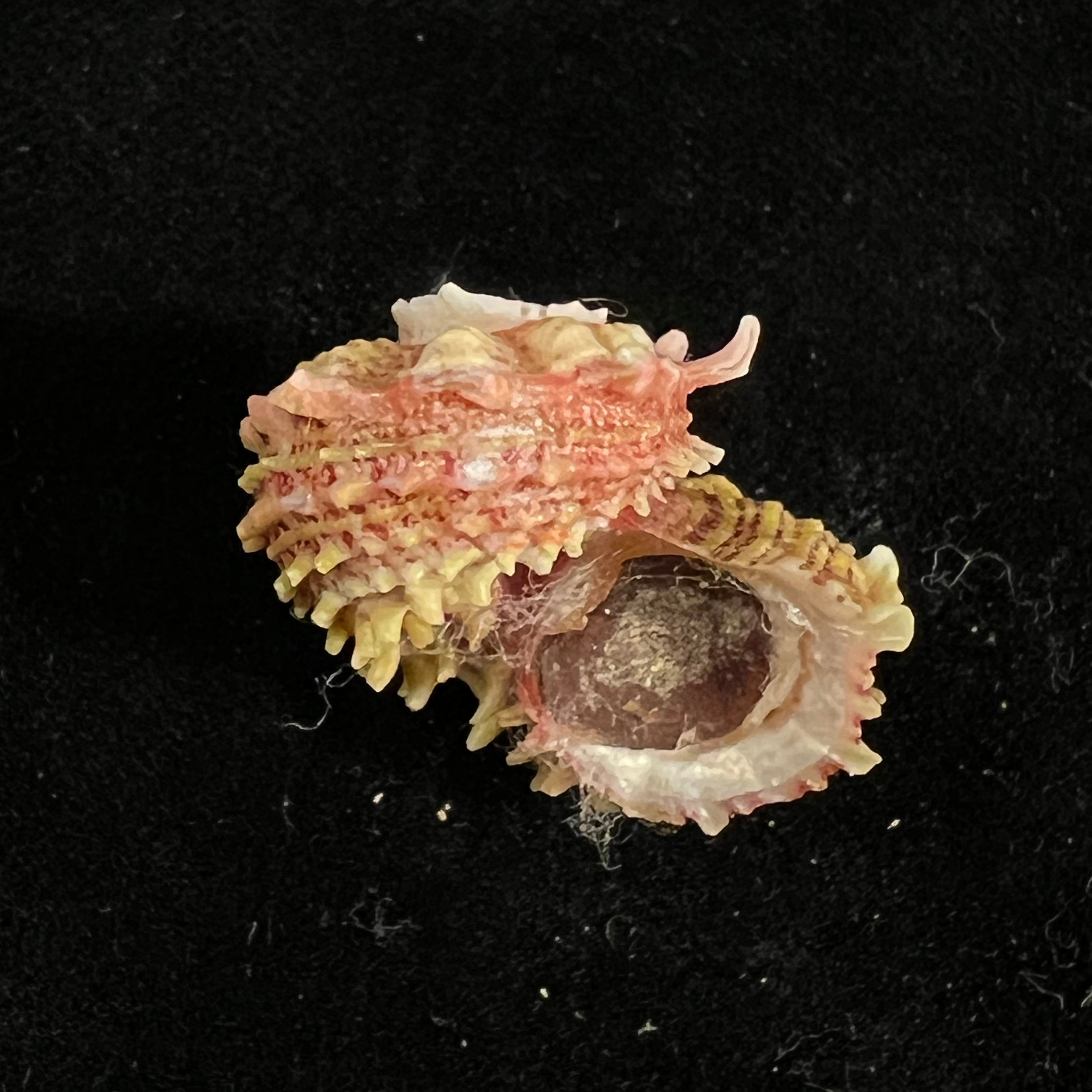 Angaria sphaerula (Kiener, 1838) - 27,6mm