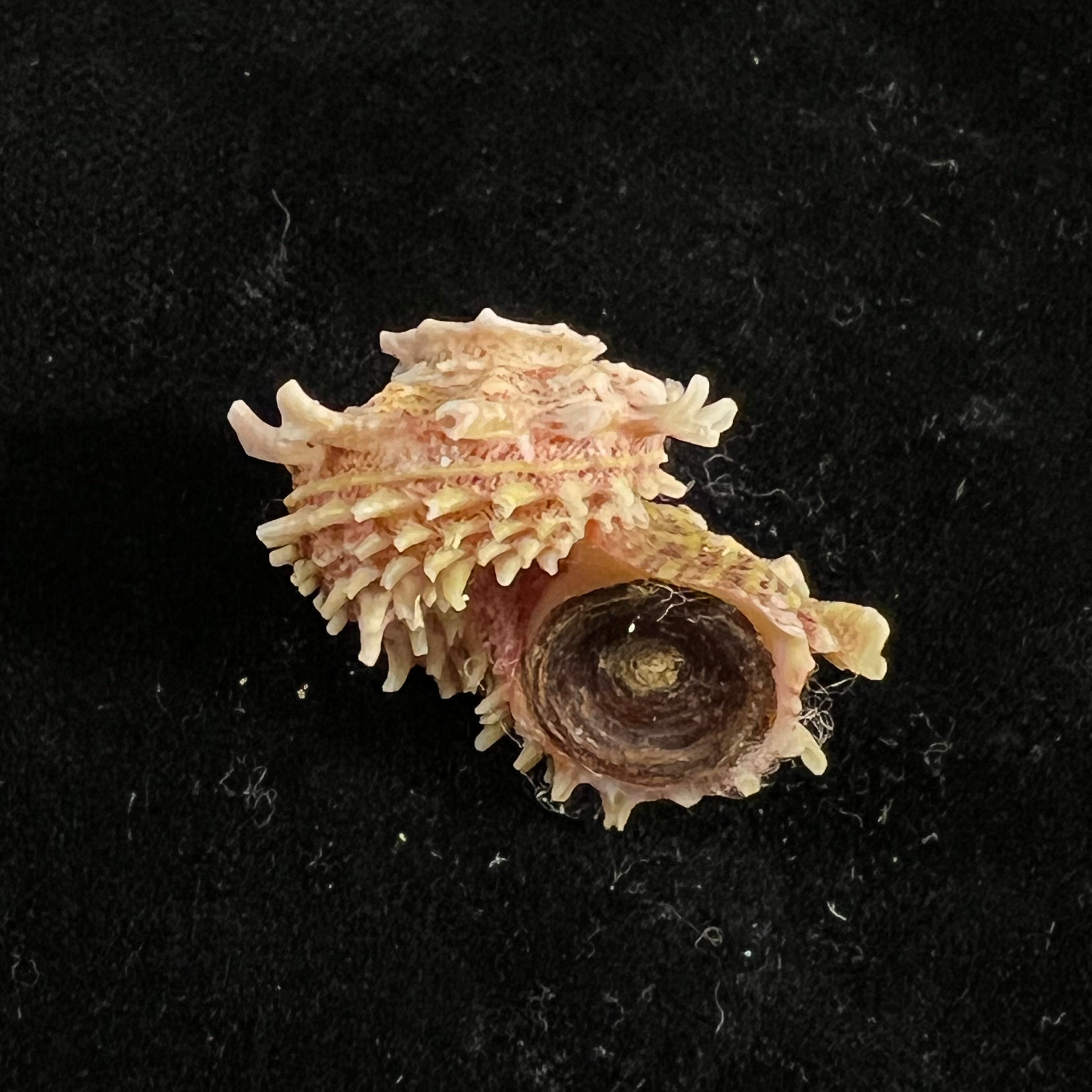 Angaria sphaerula (Kiener, 1838) - 28,7mm