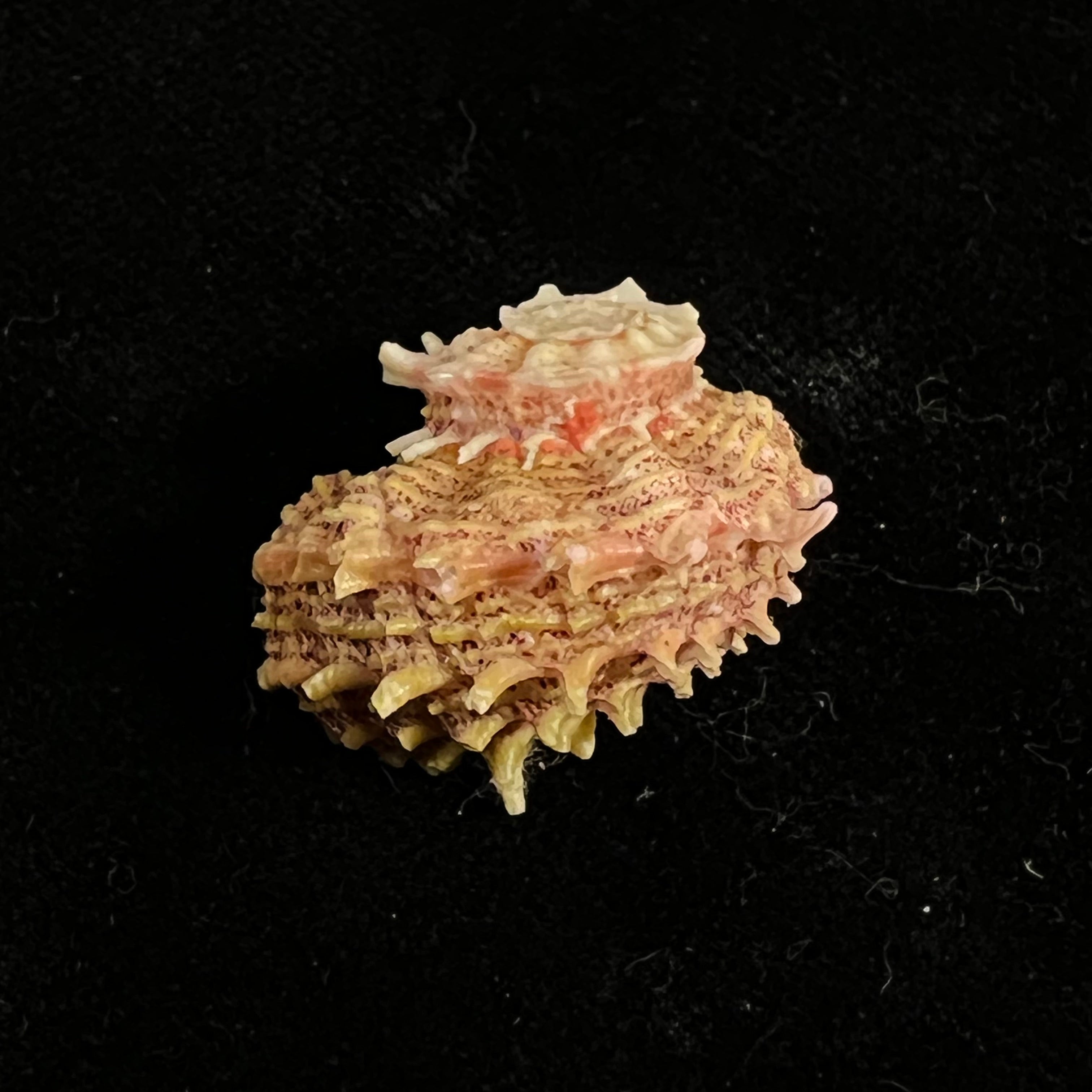Angaria sphaerula (Kiener, 1838) - 24,2mm