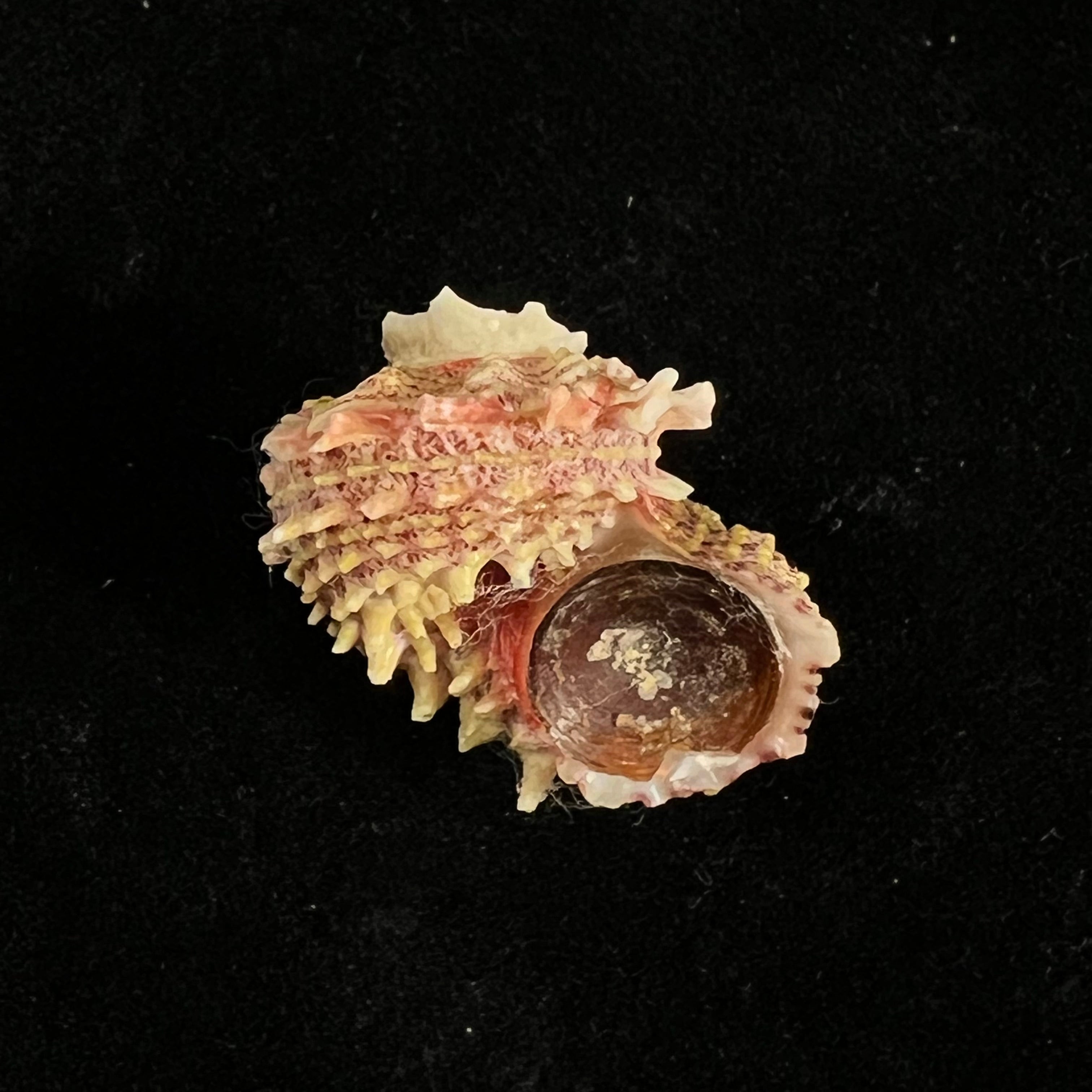 Angaria sphaerula (Kiener, 1838) - 24,2mm