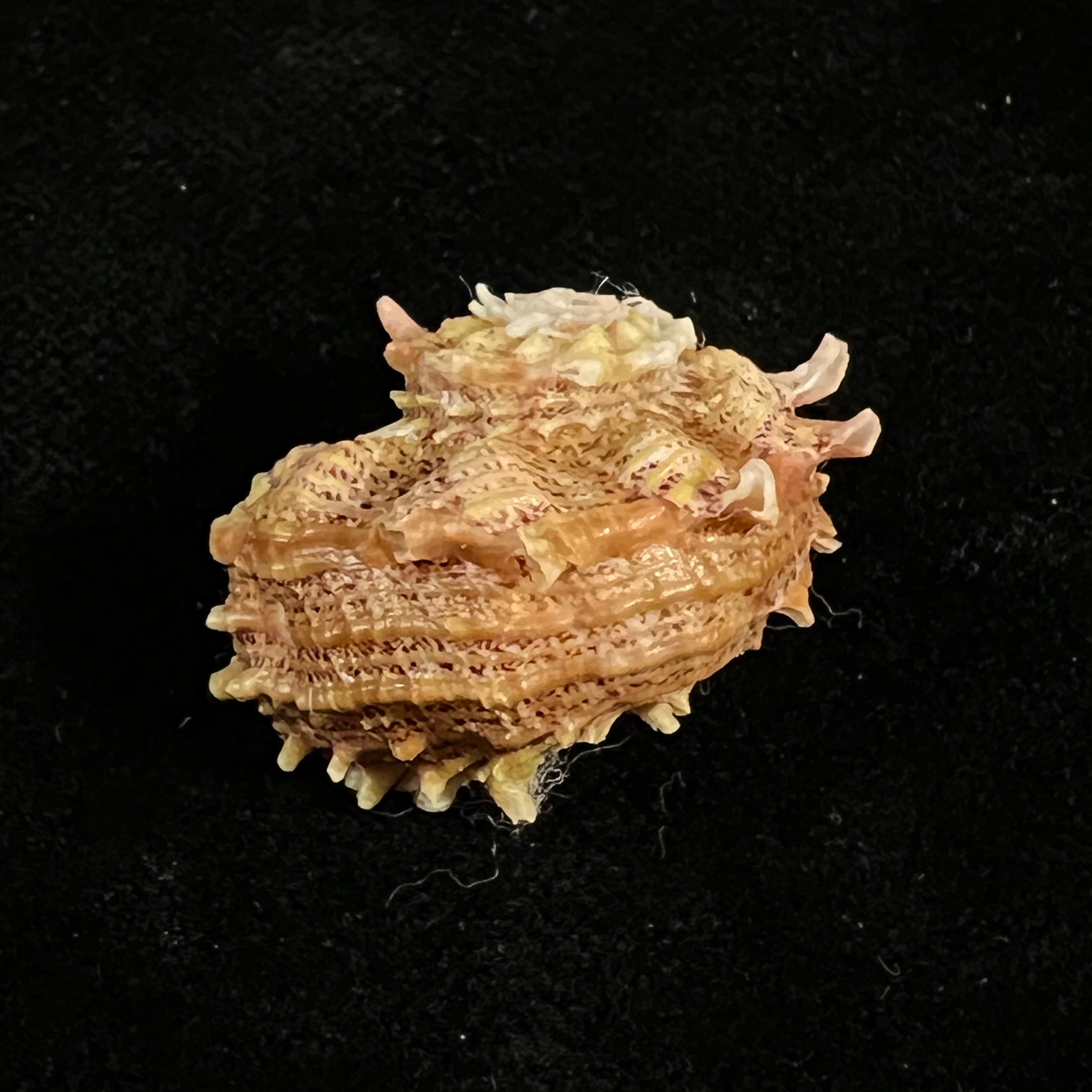 Angaria sphaerula (Kiener, 1838) - 26,2mm