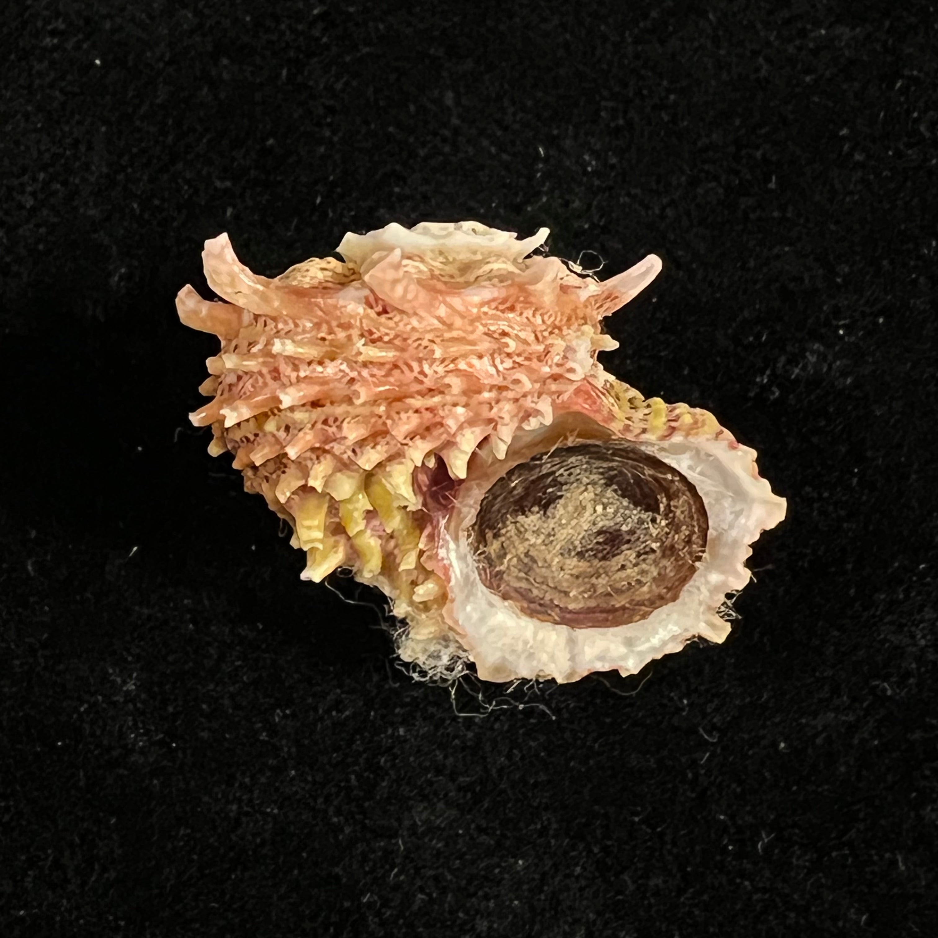 Angaria sphaerula (Kiener, 1838) - 26,2mm