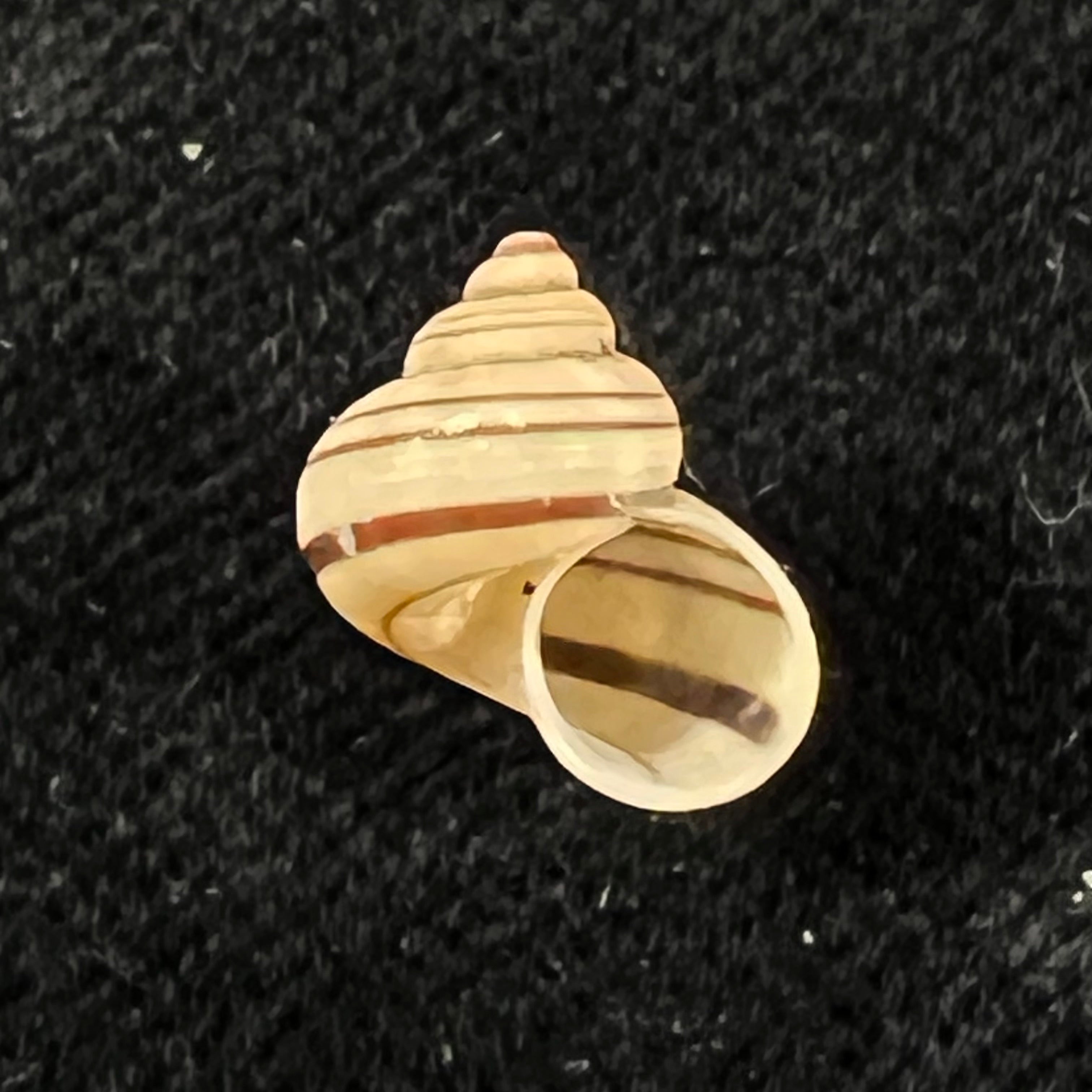 Tropidophora goudotiana (G. B. Sowerby II, 1853) - 11,6mm