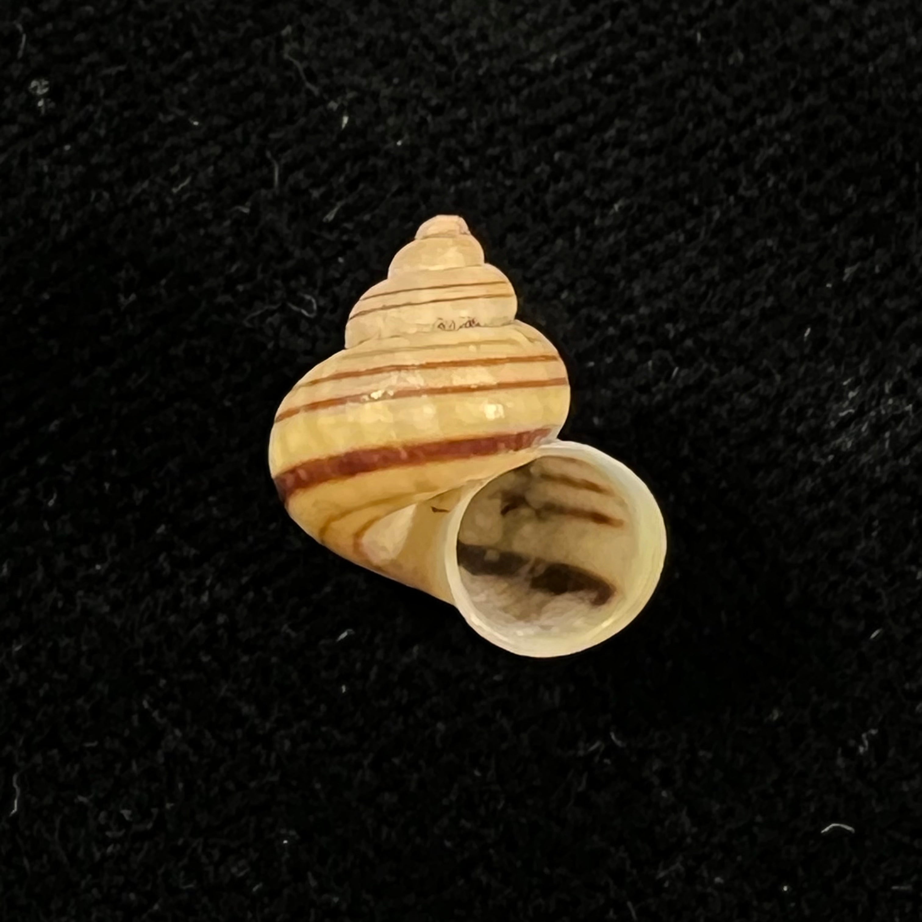 Tropidophora goudotiana (G. B. Sowerby II, 1853) - 13,4mm