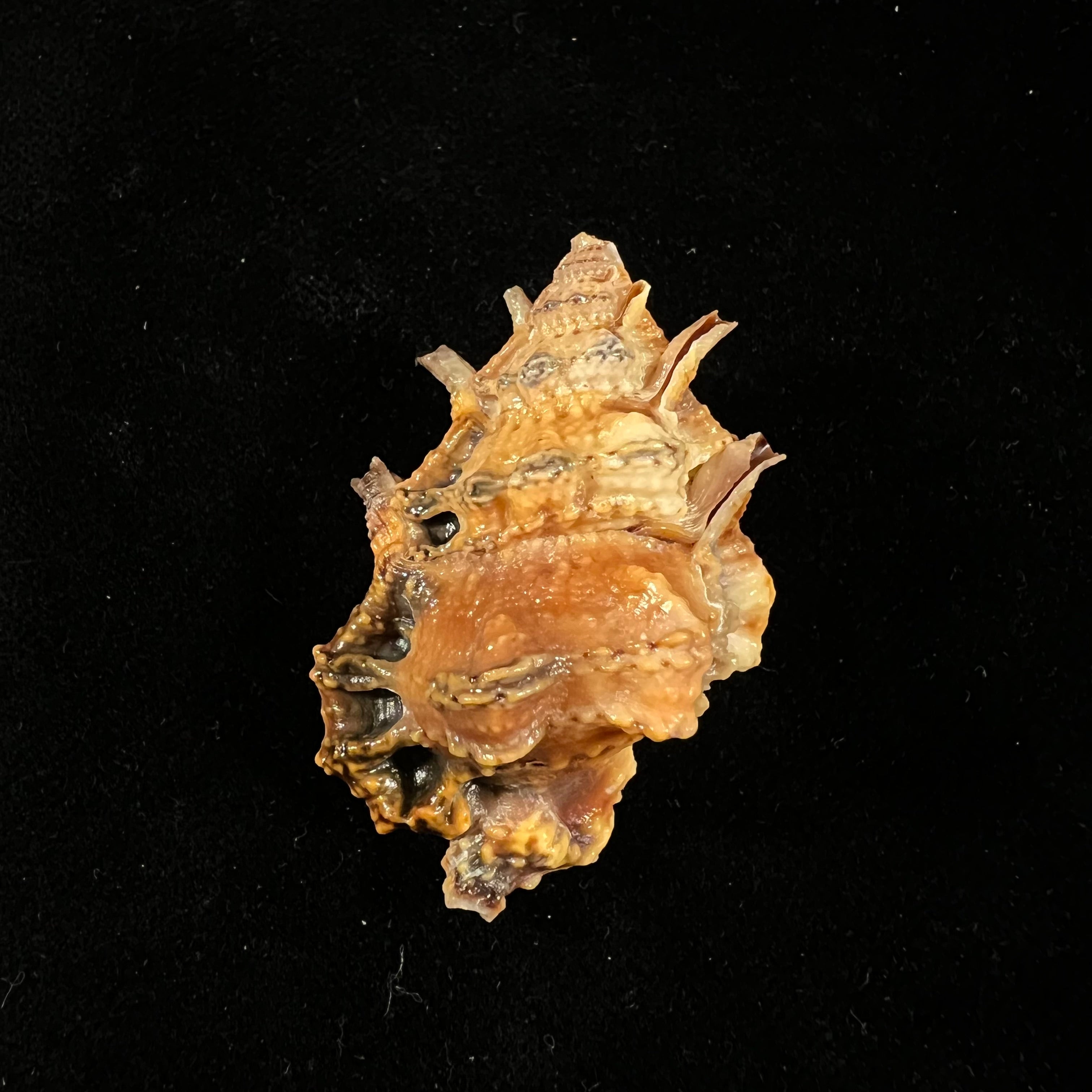 Bursa lamarckii(Deshayes, 1853)- 45,5毫米