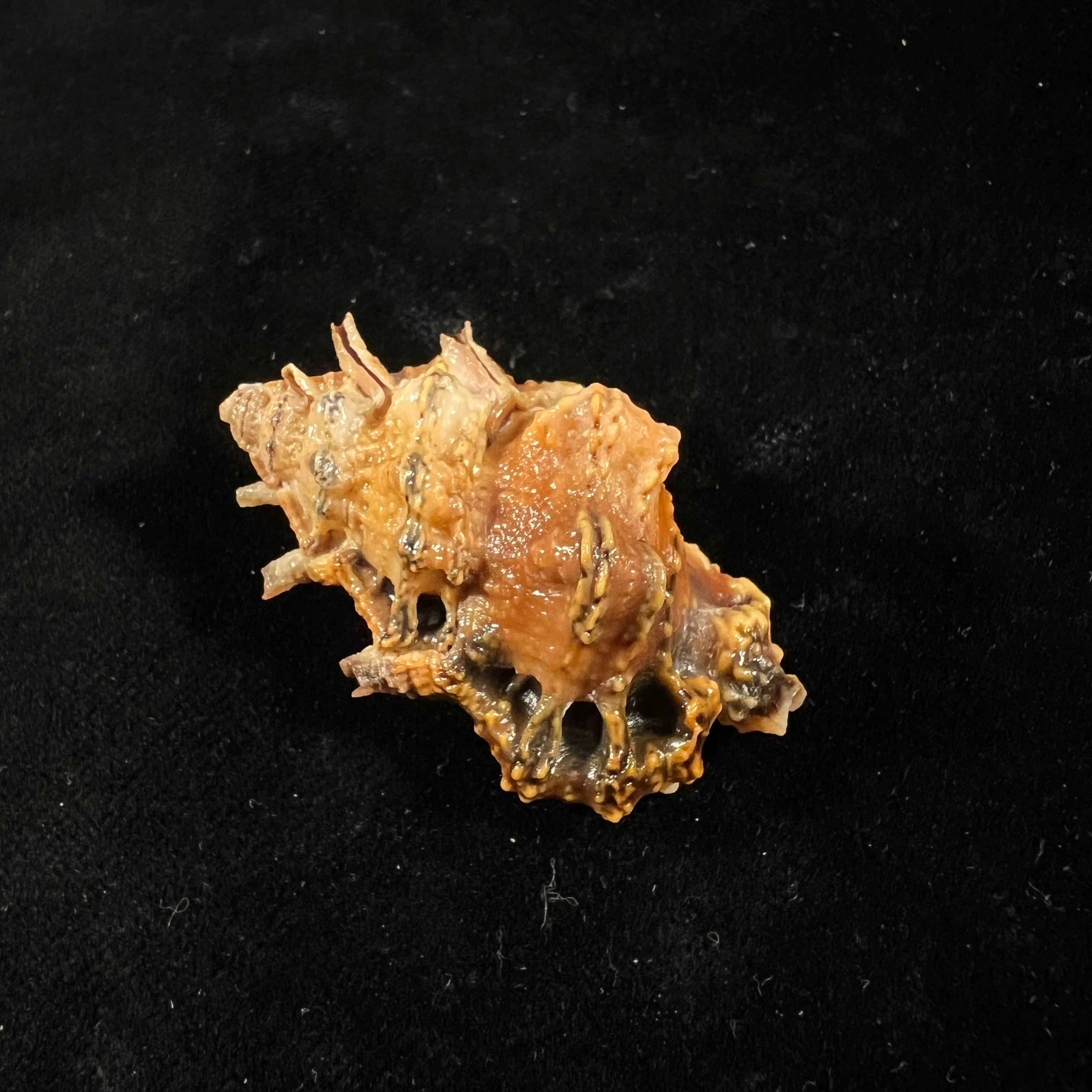 Bursa lamarckii(Deshayes, 1853)- 45,5毫米