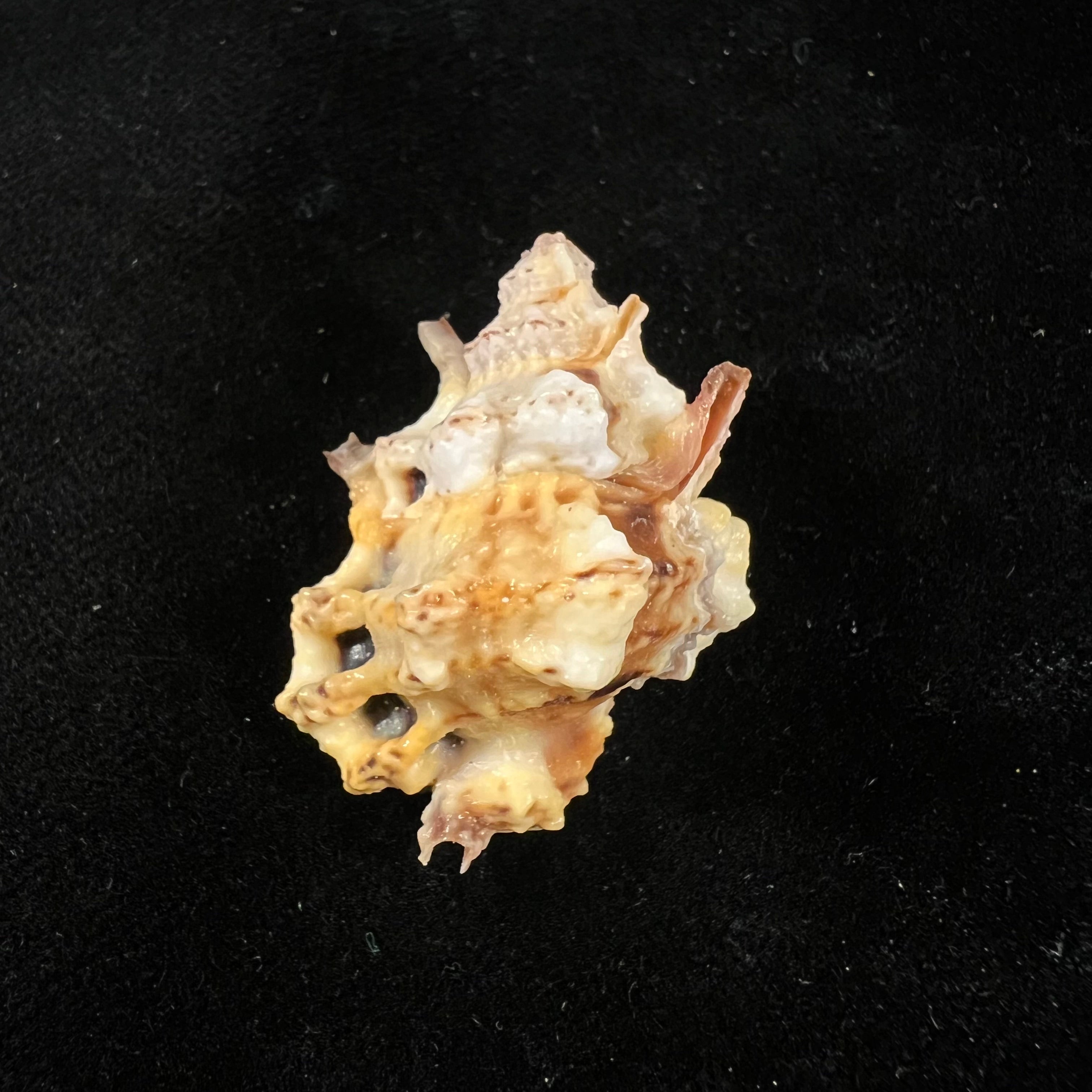 拉马氏囊 (Deshayes, 1853) - 33,2mm