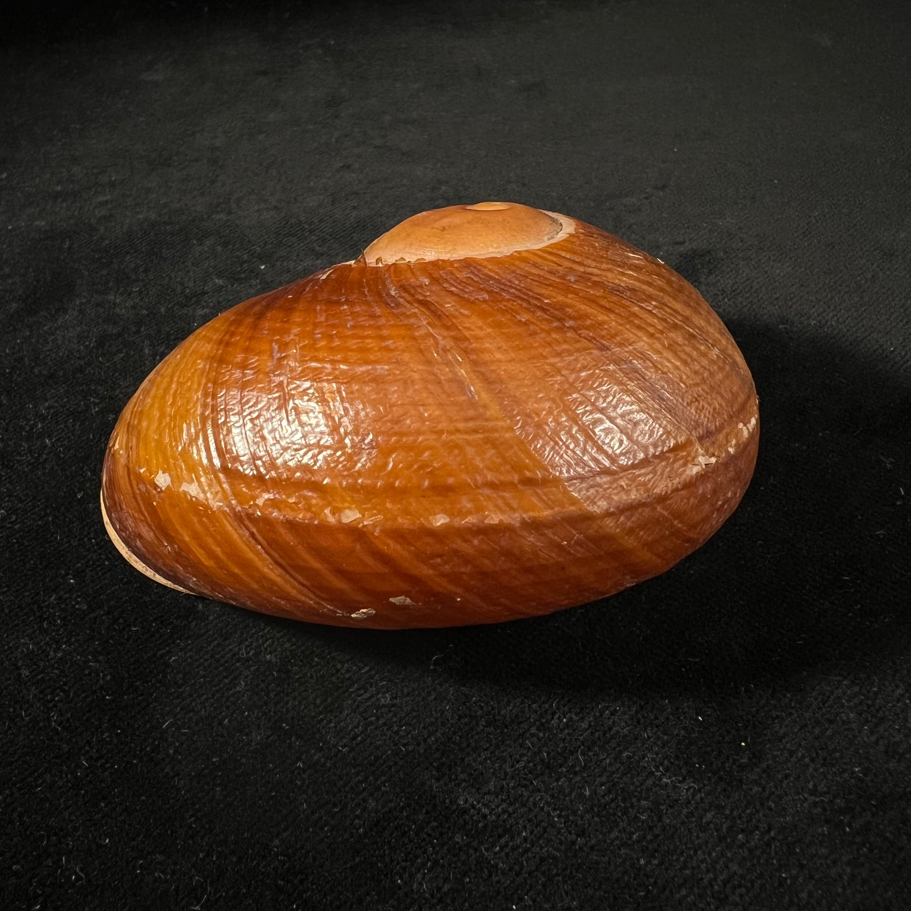 Helicophanta vesicalis (Lamarck, 1822) - 83,2mm