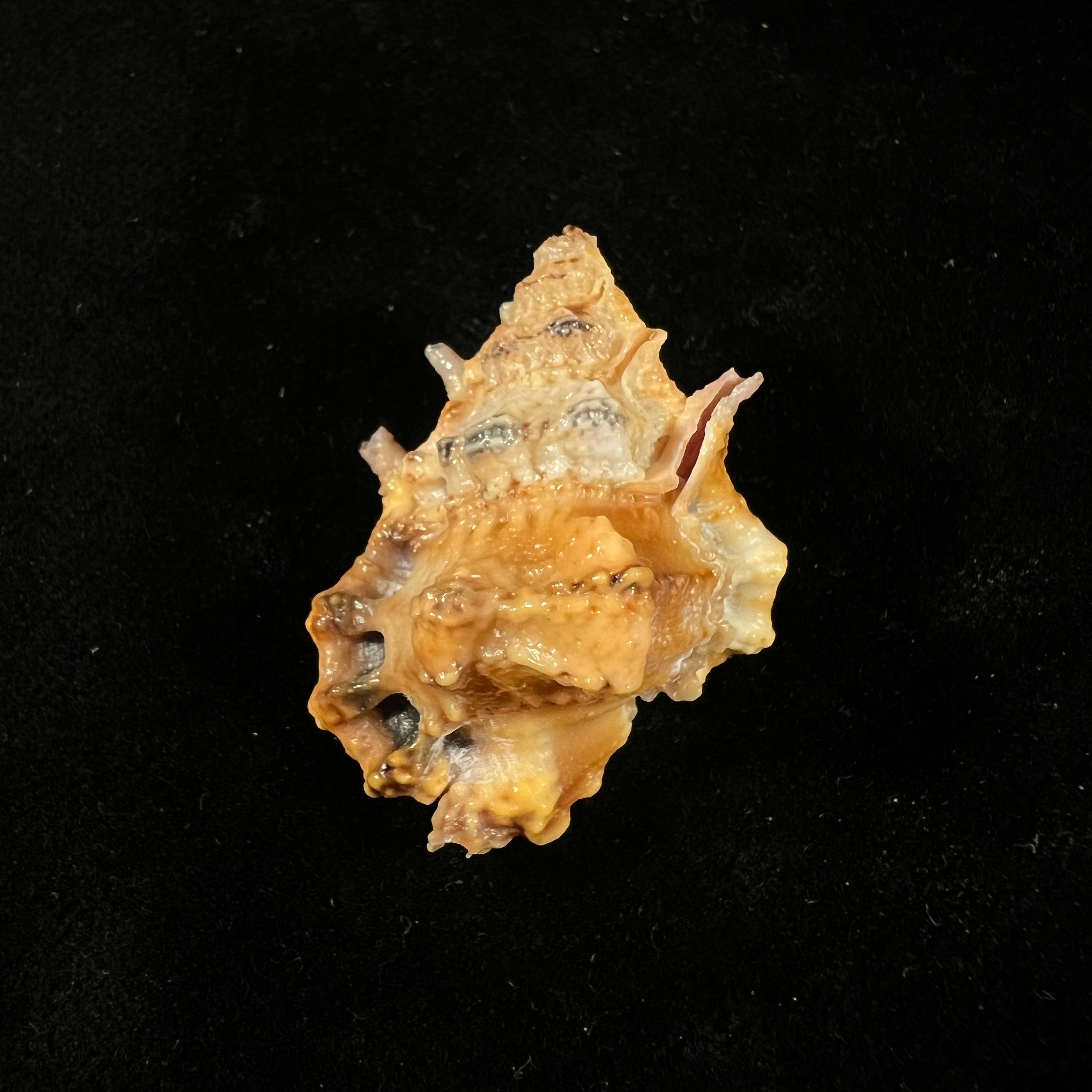 拉马氏囊 (Deshayes, 1853) - 34,2mm