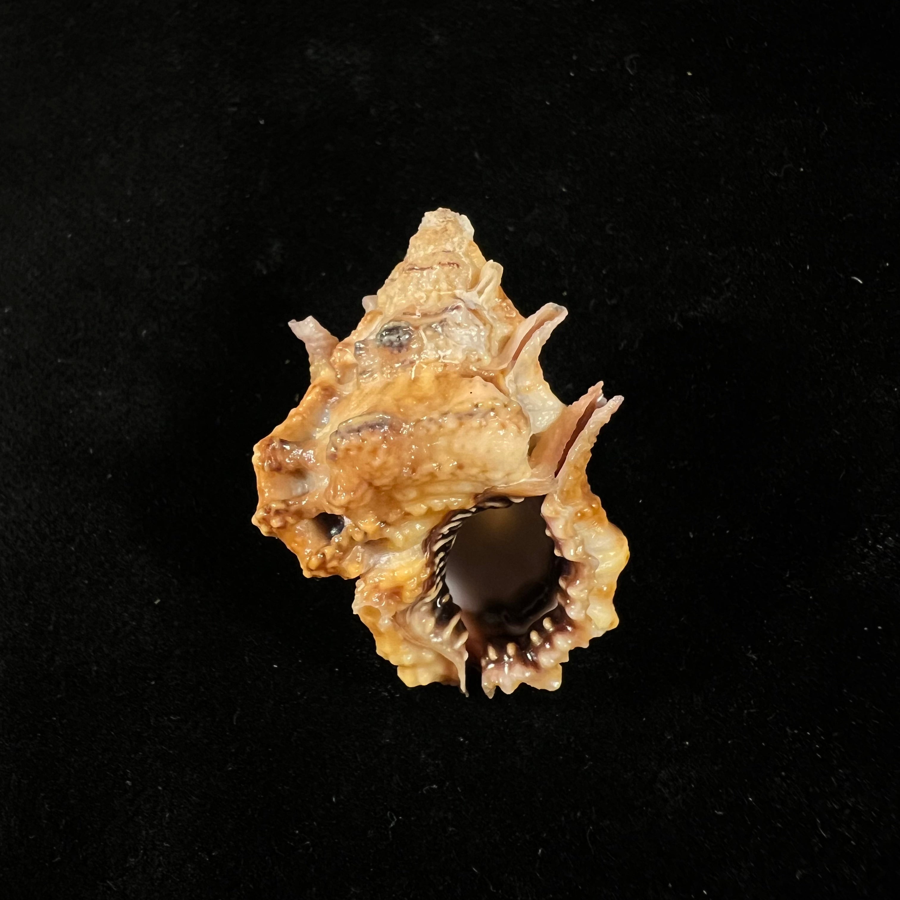 拉马氏囊 (Deshayes, 1853) - 34,2mm