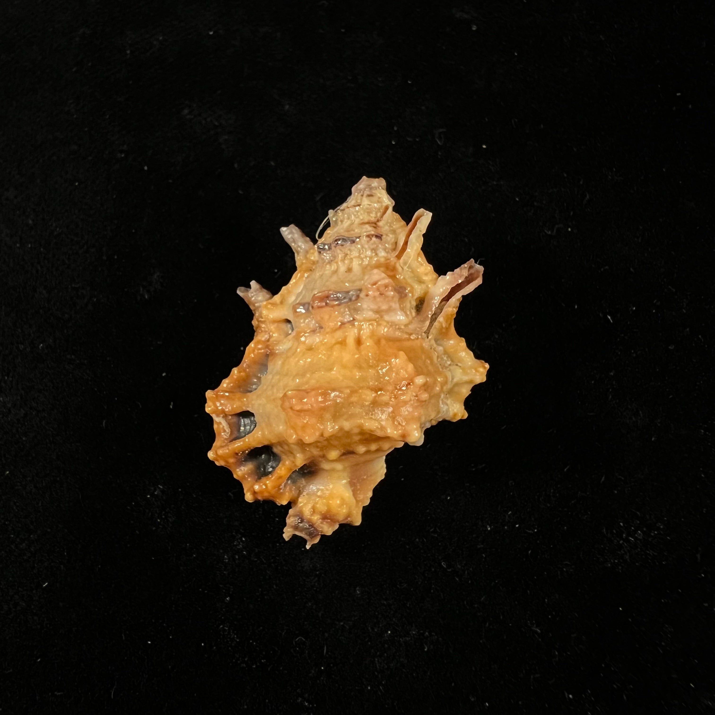 Bursa lamarckii(Deshayes, 1853)- 34,5毫米