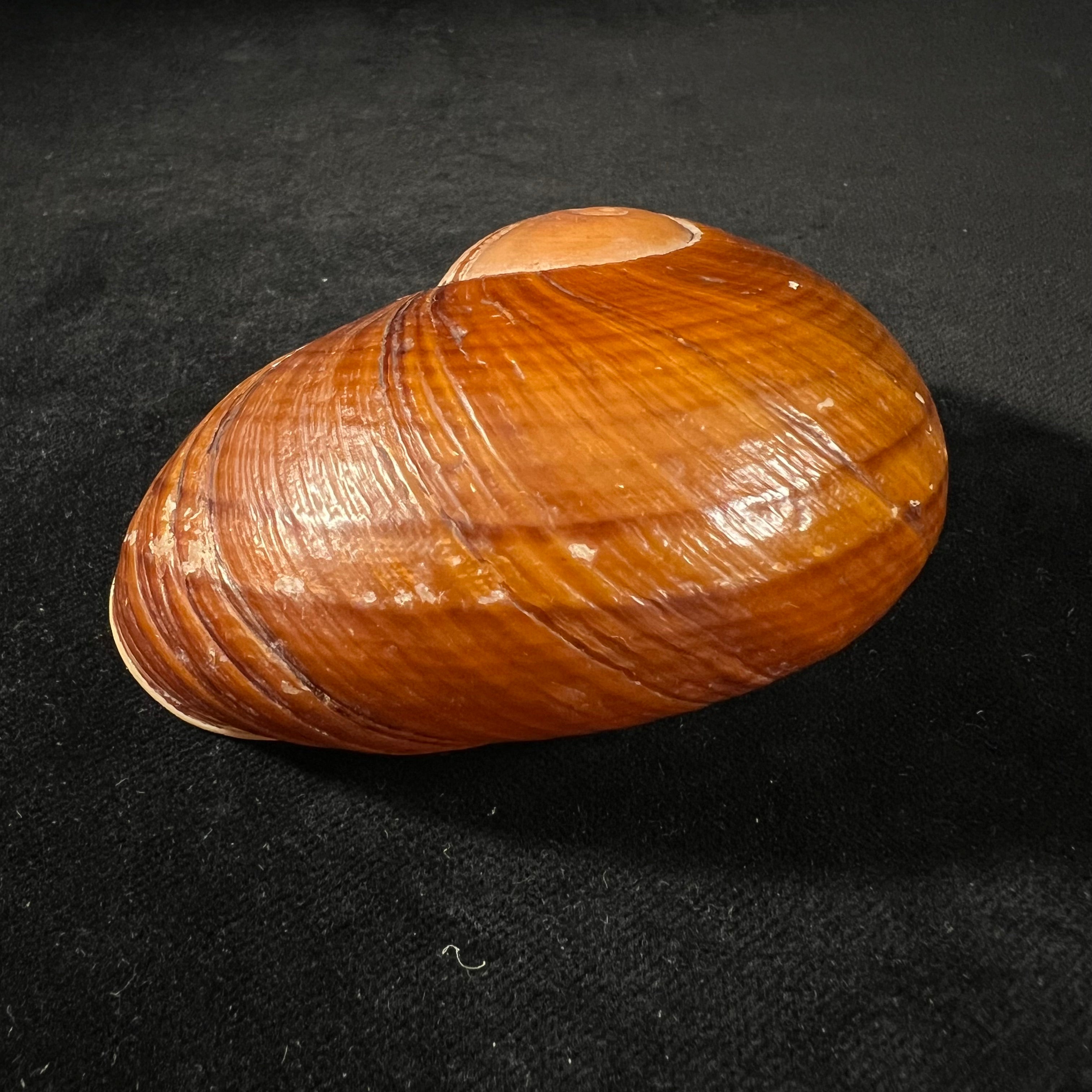 Helicophanta vesicalis (Lamarck, 1822) - 83,6mm